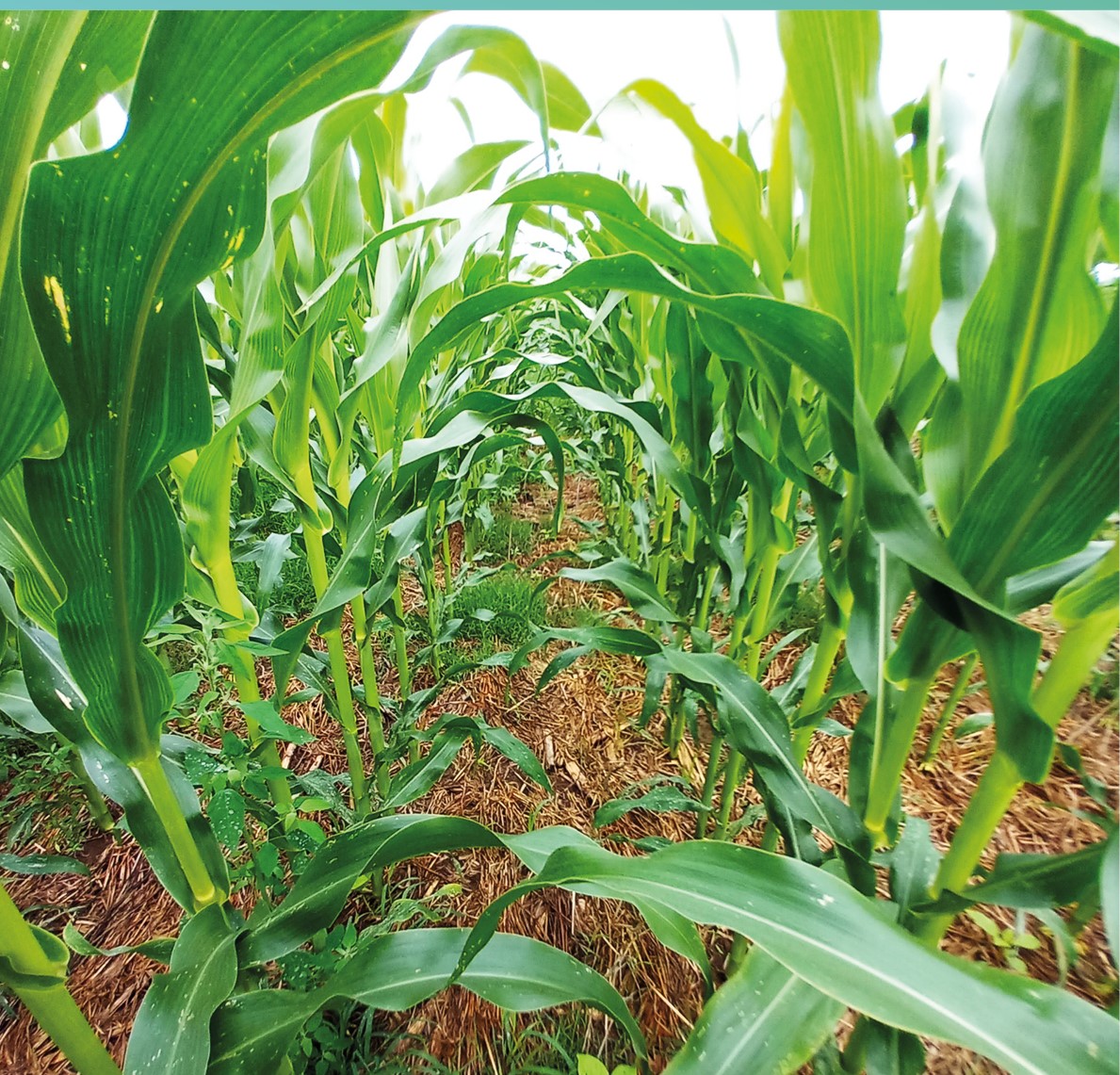 Semis-direct et Agriculture de conservation des sols&nbsp;: journée d&rsquo;échanges le 12 juin à Girac