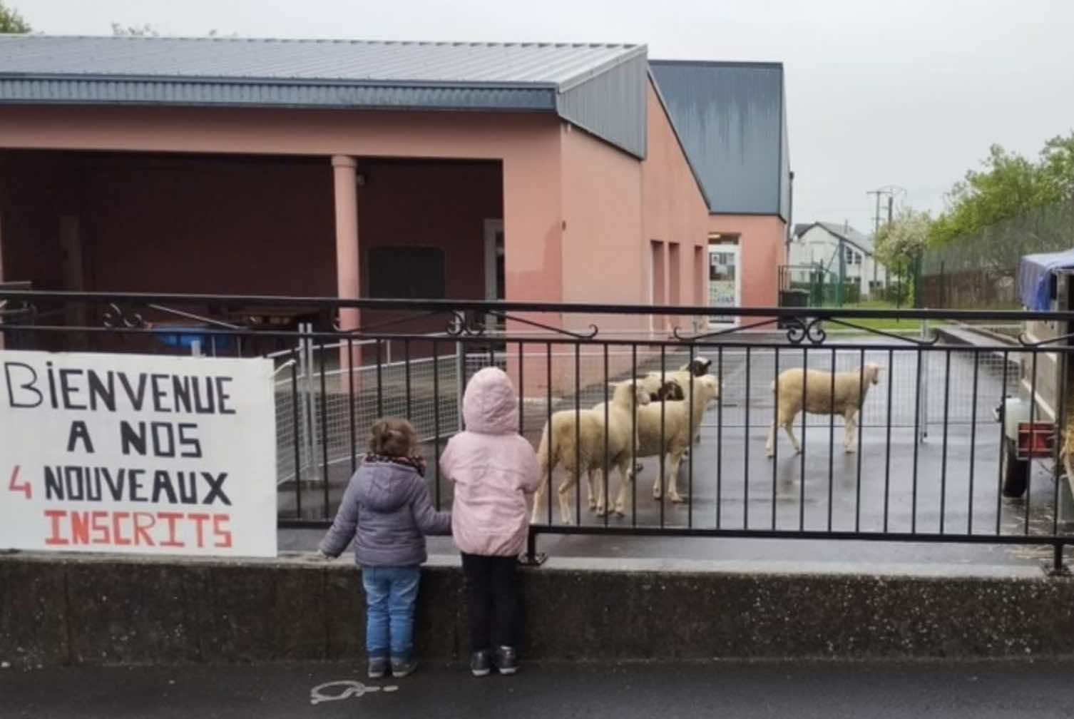 Insolite&nbsp;: quatre moutons inscrits à l’école