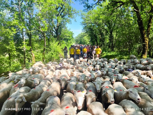 Une belle journée dédiée au pastoralisme à Lugagnac&nbsp;!