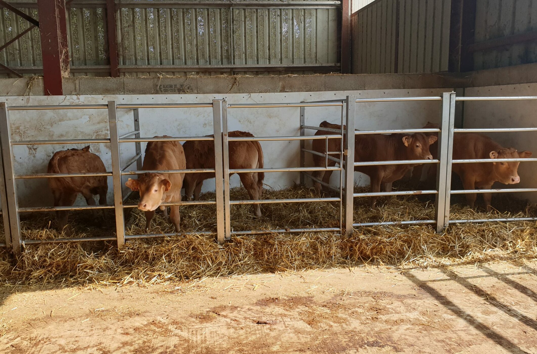 Éleveurs de veaux Label Rouge&nbsp;: un programme opérationnel pour une production durable