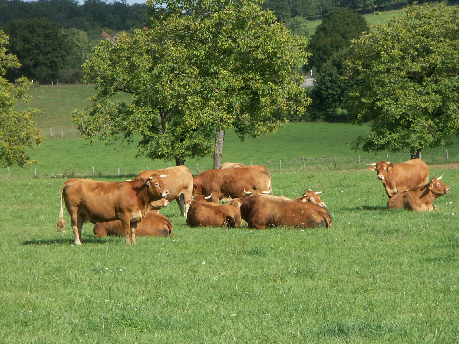 Elevage bovin allaitant Lotois&nbsp;: Une filière en mutation