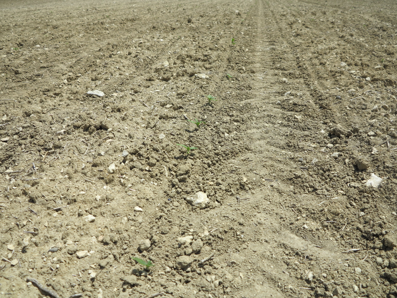 Quercy blanc&nbsp;: Gros dégâts des pigeons sur les semis de tournesol