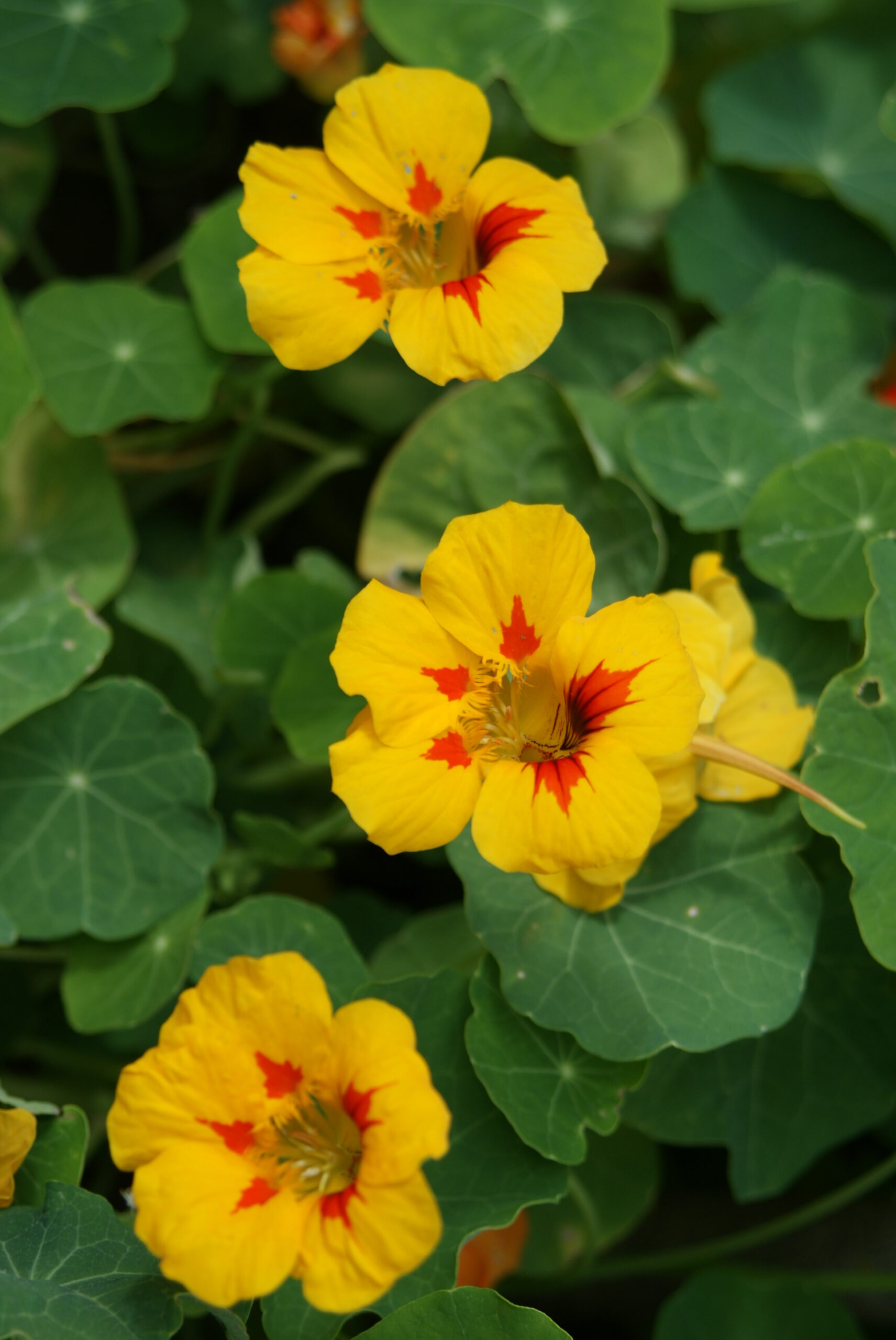 Jardinez avec la lune