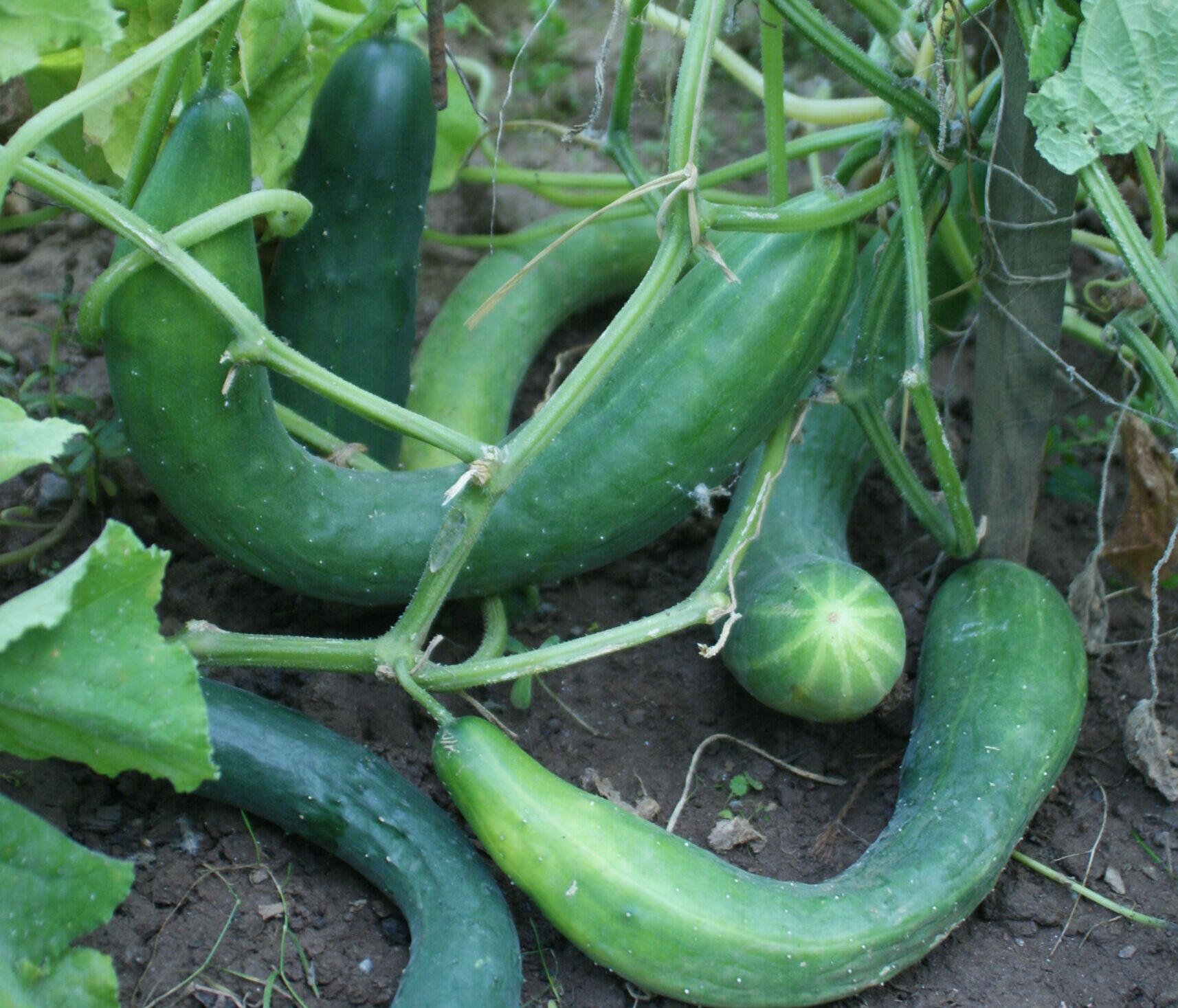 Jardinez avec la lune