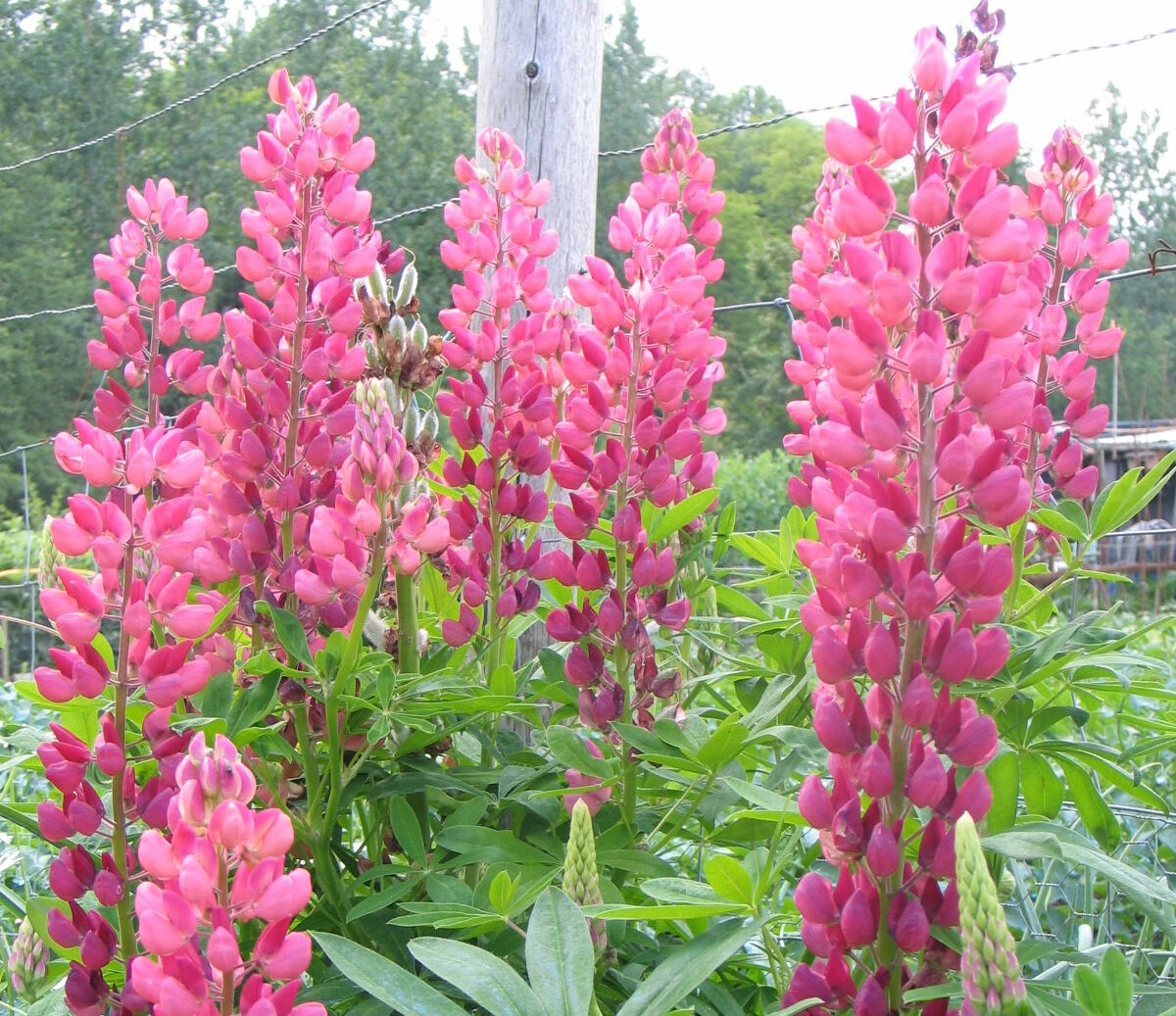 Jardinez avec la lune