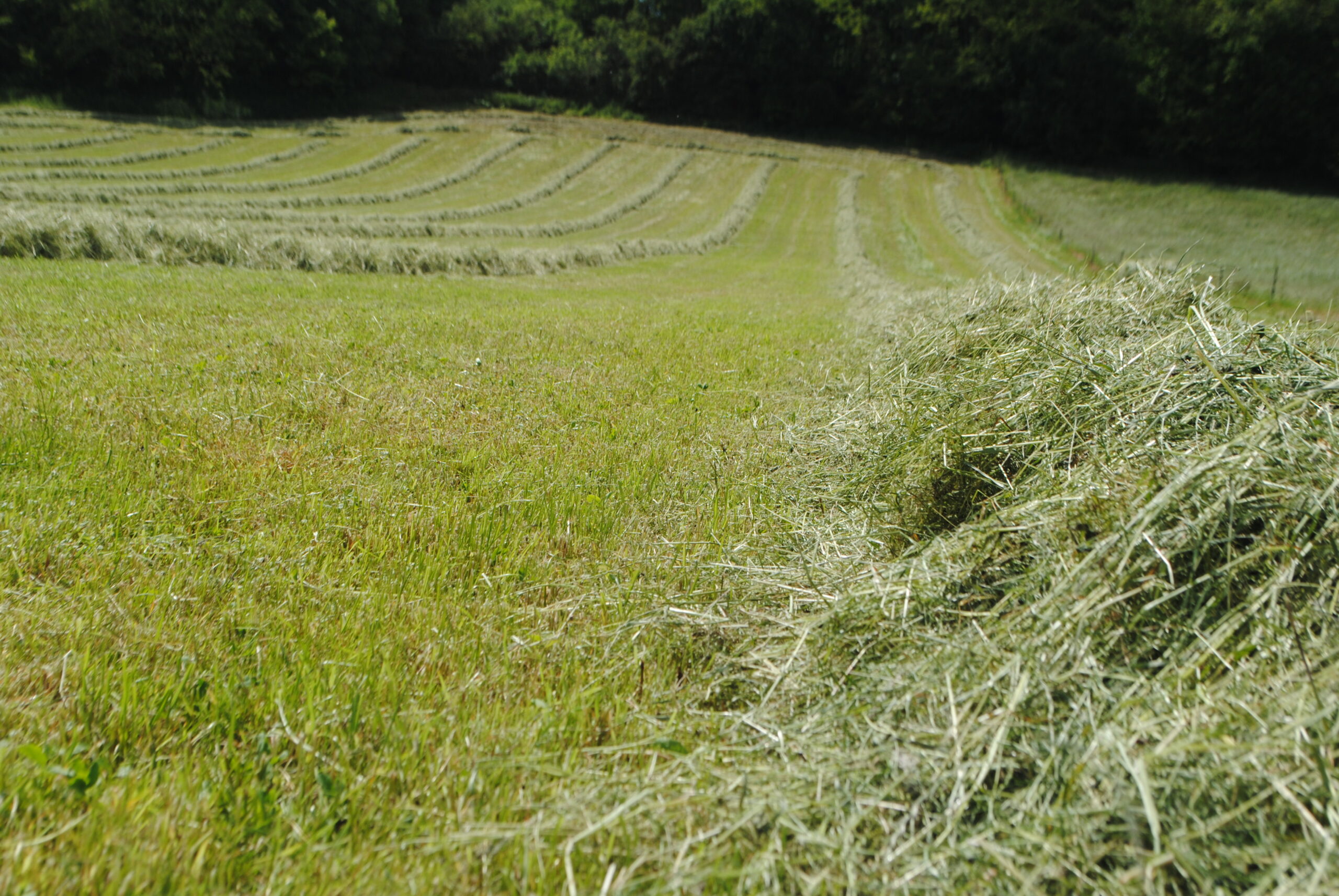 La chronique ovine&nbsp;: De l’enrubannage au top pour les brebis