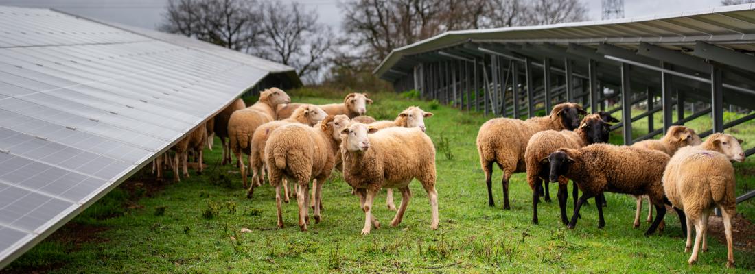 COMMUNIQUE DE PRESSE RÉGIONAL&nbsp;: Une étude confirme les effets positifs des panneaux photovoltaïques sur le pâturage ovin