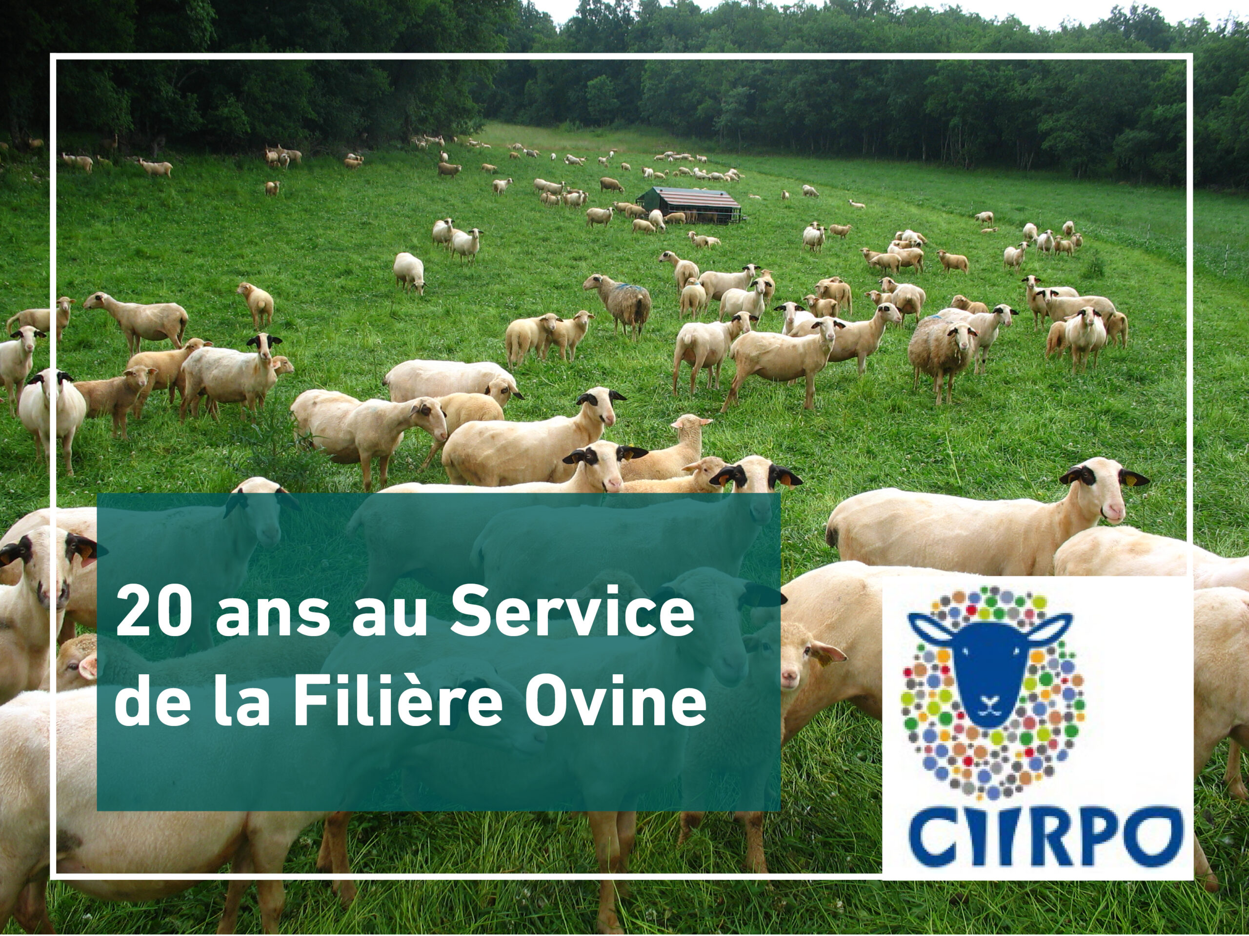 Le CIIRPO&nbsp;: Deux Décennies au Service de la Filière Ovine