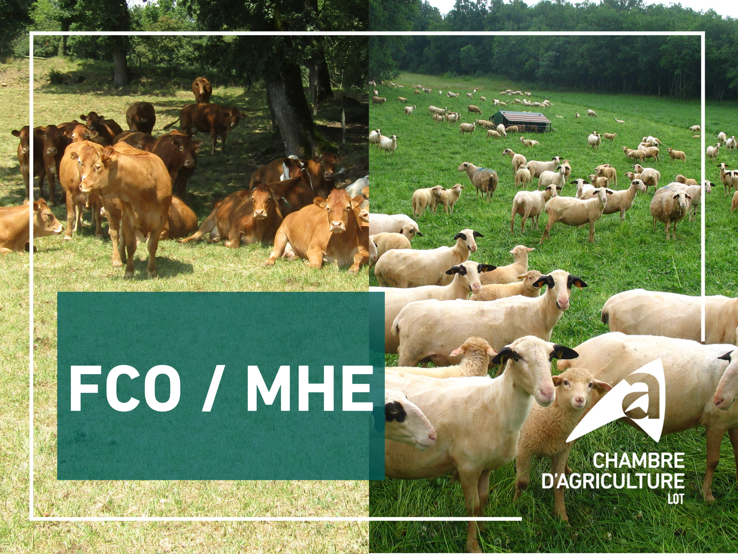 𝐀𝐥𝐞𝐫𝐭𝐞 𝐅𝐂𝐎 𝐝𝐚𝐧𝐬 𝐥𝐞𝐬 𝐏𝐲𝐫𝐞́𝐧𝐞́𝐞𝐬 𝐎𝐫𝐢𝐞𝐧𝐭𝐚𝐥𝐞𝐬 𝐞𝐭 𝐥&rsquo;𝐀𝐫𝐢𝐞̀𝐠𝐞&nbsp;!