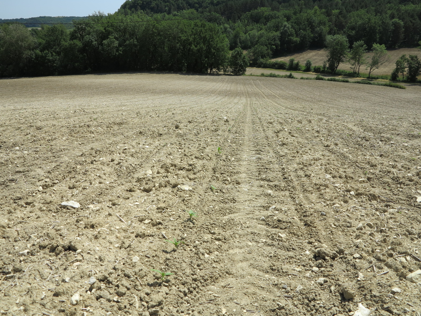 Directive Nitrates&nbsp;: Mesure couverture des sols parcelles argileuses