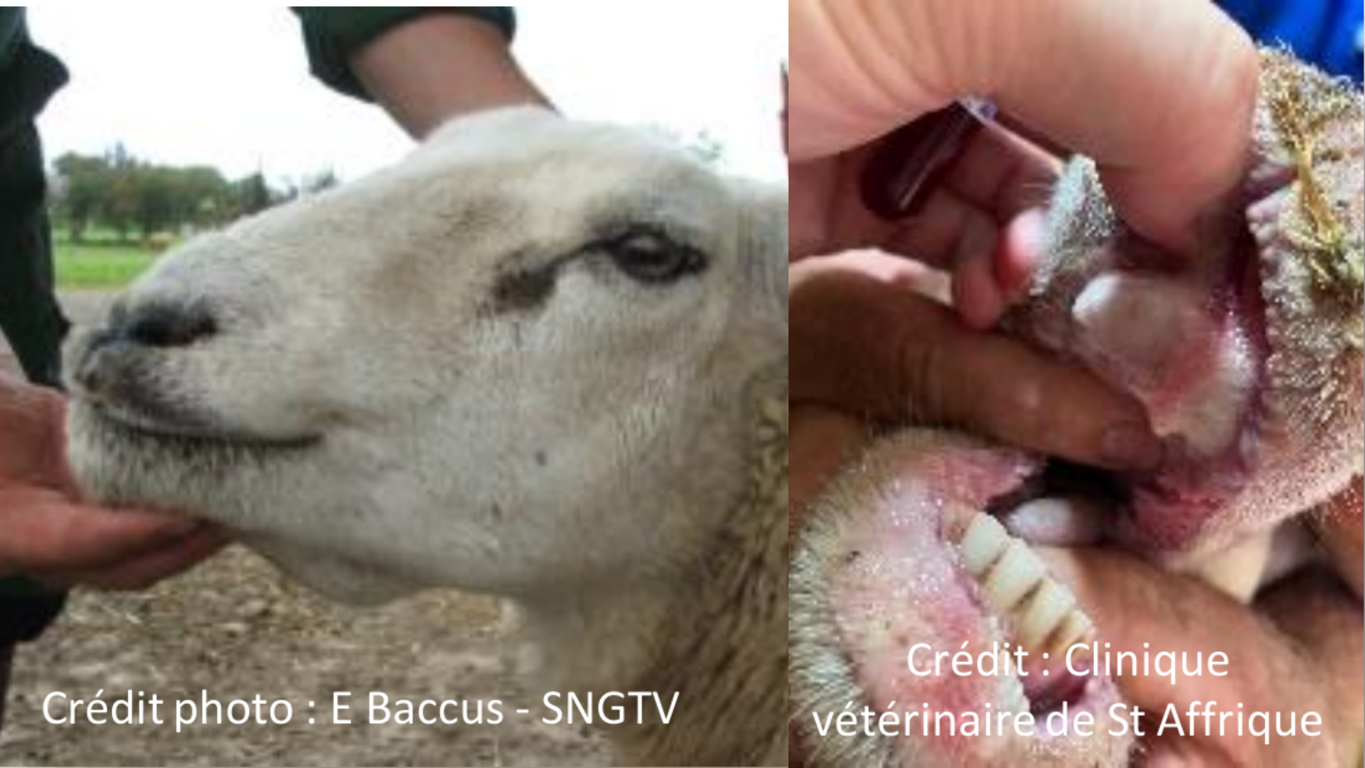 Cas clinique de FCO&nbsp;: Reconnaitre et prévenir