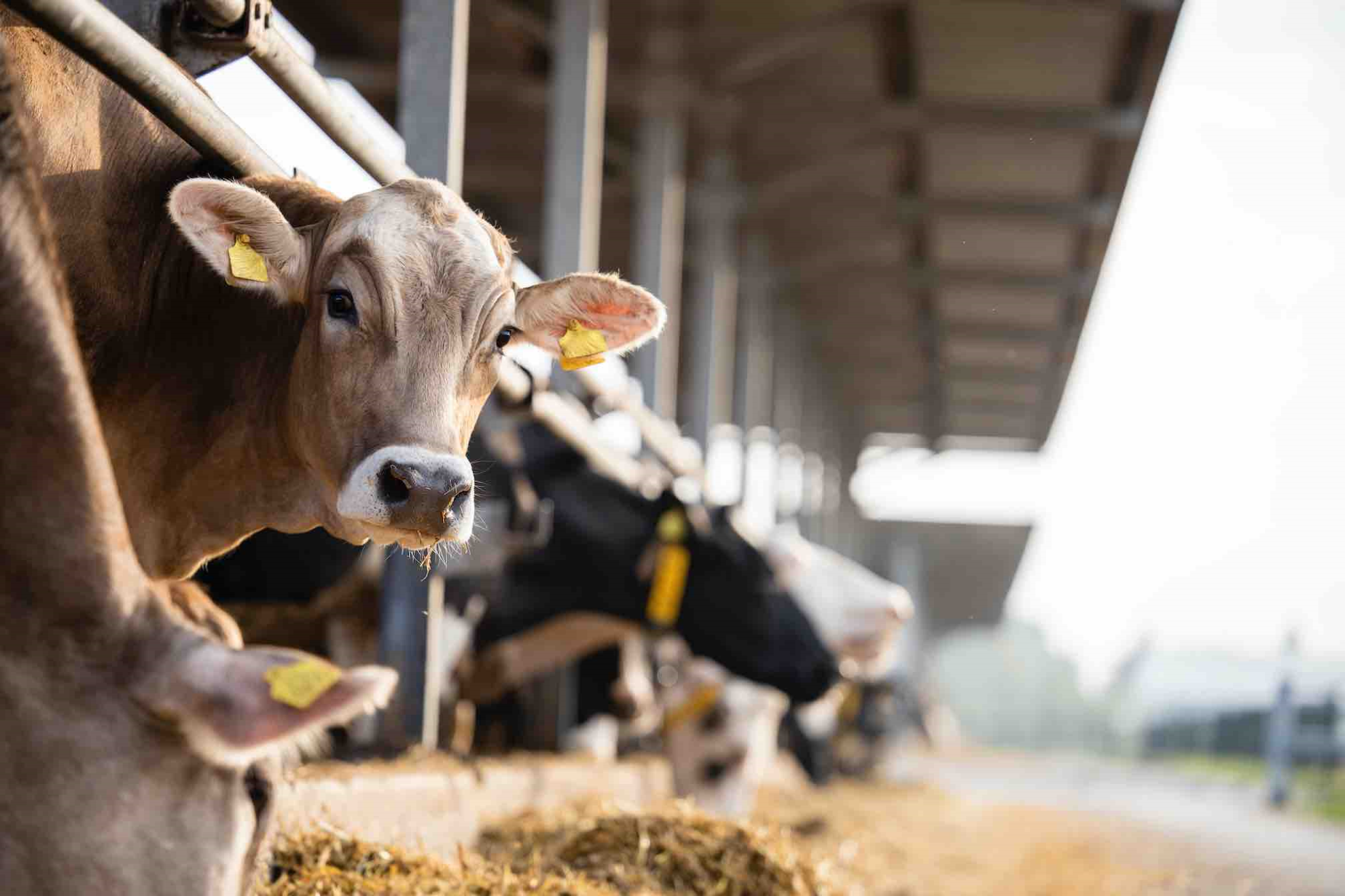 FCO&nbsp;: deux nouveaux foyers détectés