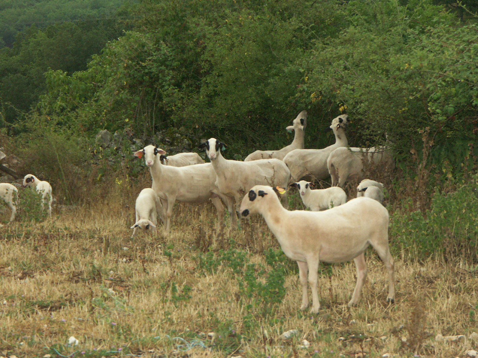 FCO&nbsp;: Appel à la vigilance des GDS