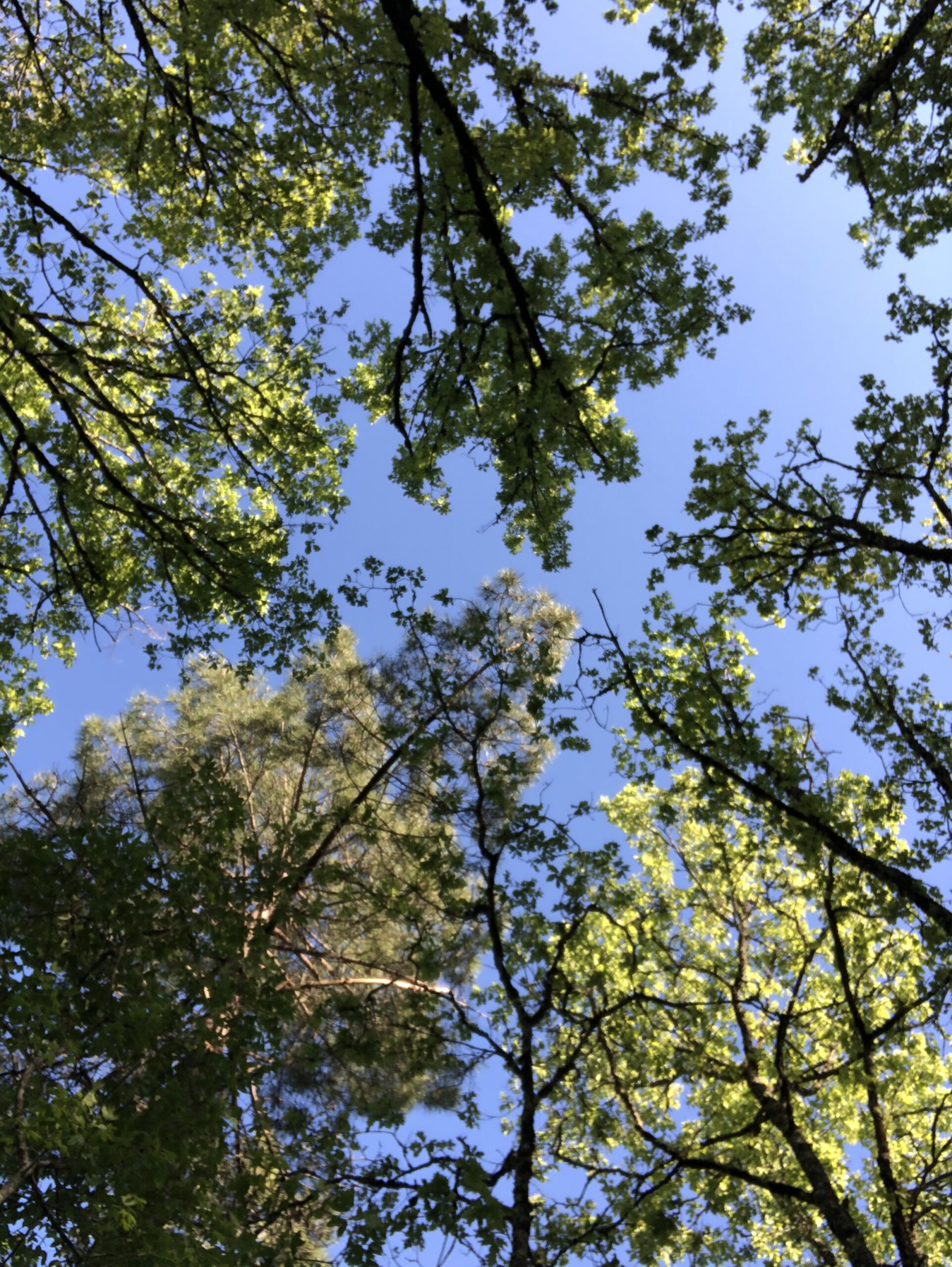 Rueyres&nbsp;: Ludovic Roumieux  réalise le broyage forestier