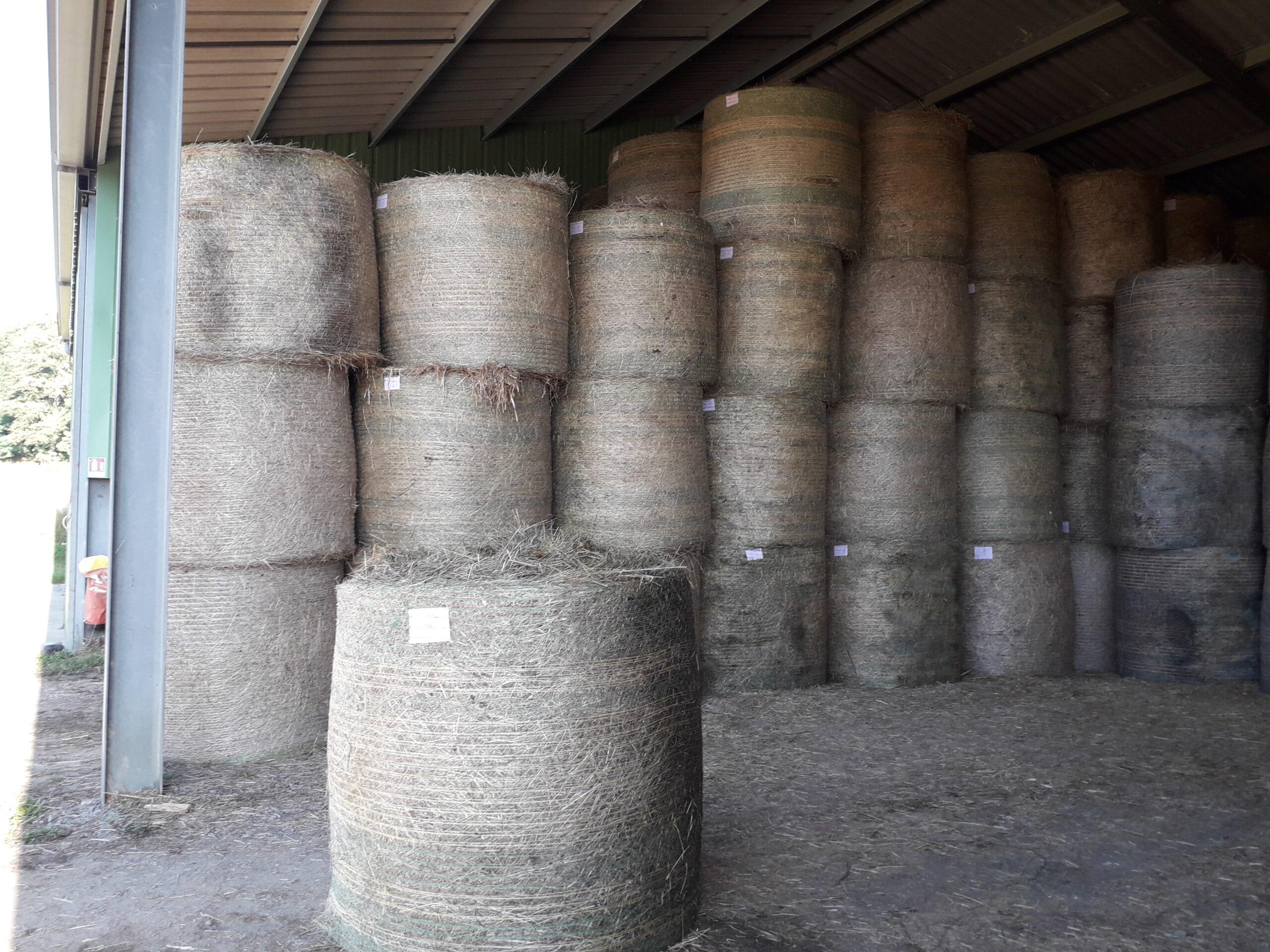 Récoltes 2024&nbsp;: des foins de moins bonne valeur alimentaire