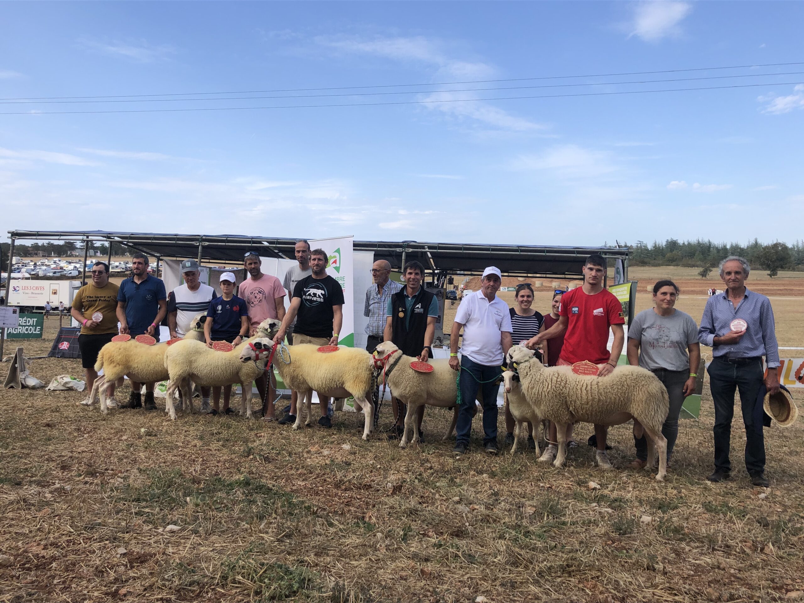 Terre en Fête&nbsp;: Concours Ovins 