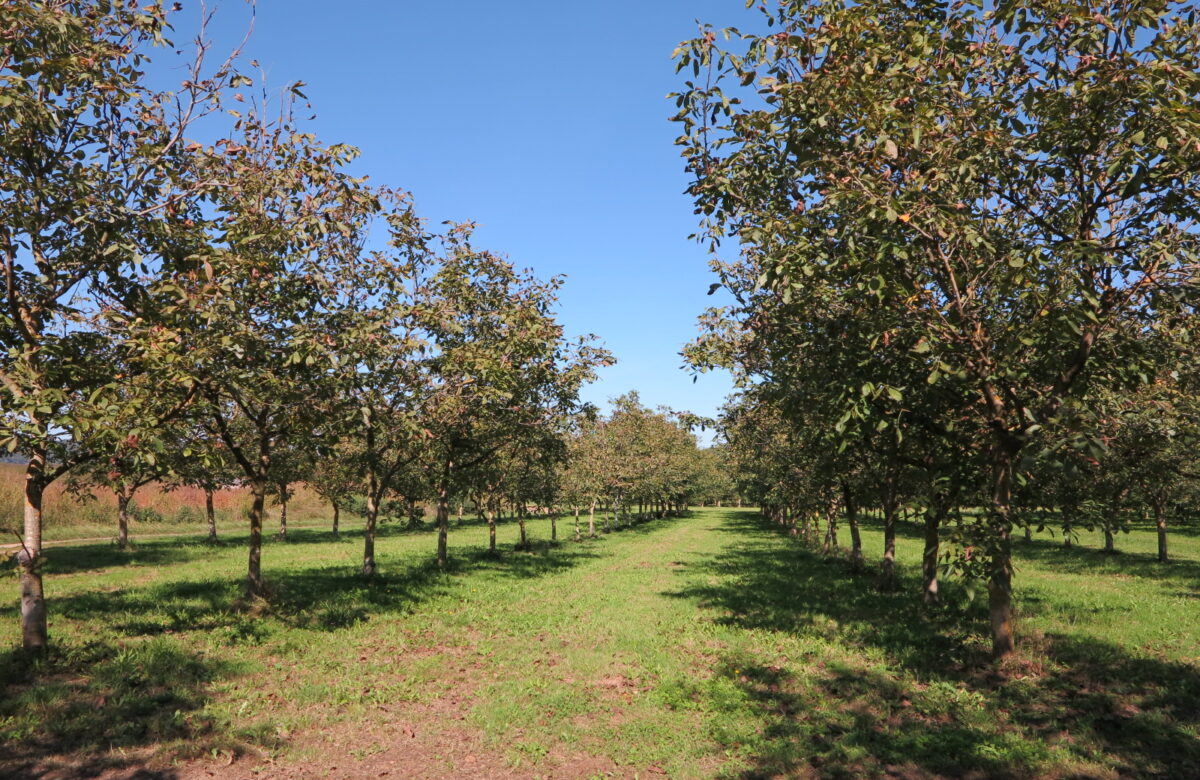 L&rsquo;Association Nationale Noix de France recrute un(e) Animateur(trice) de la filière noix