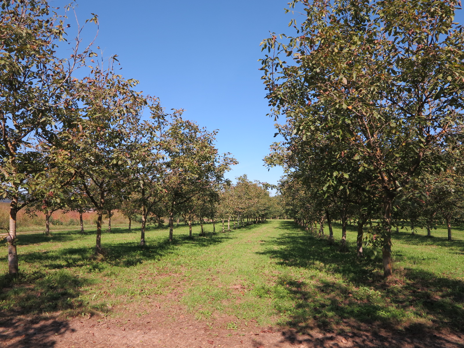 L&rsquo;Association Nationale Noix de France recrute un(e) Animateur(trice) de la filière noix