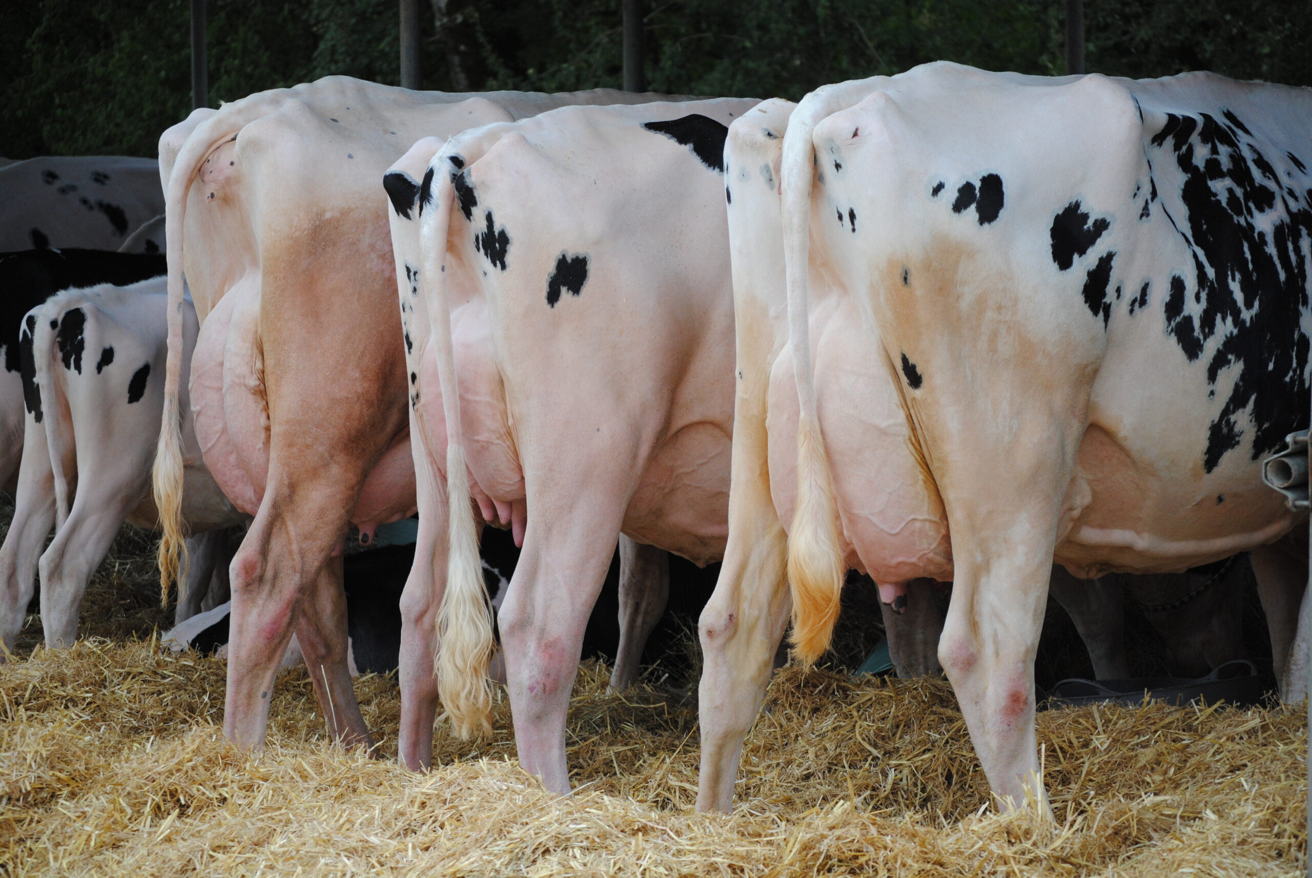 «&nbsp;les éleveurs Lotois seront présents à Cournon&nbsp;»