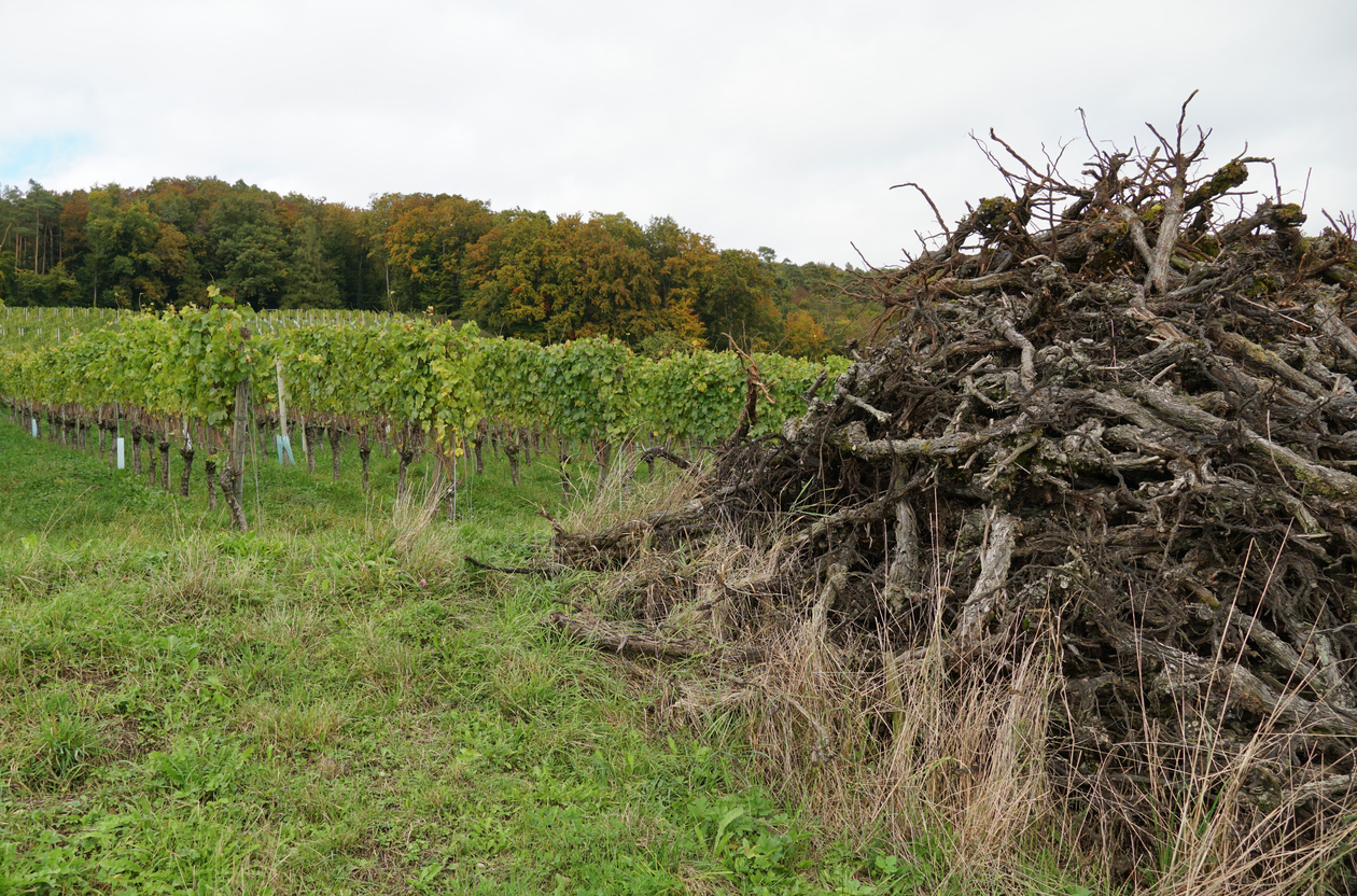 Dérogation exceptionnelle pour le brûlage des ceps de vigne dans le Lot jusqu’au 30 juin
