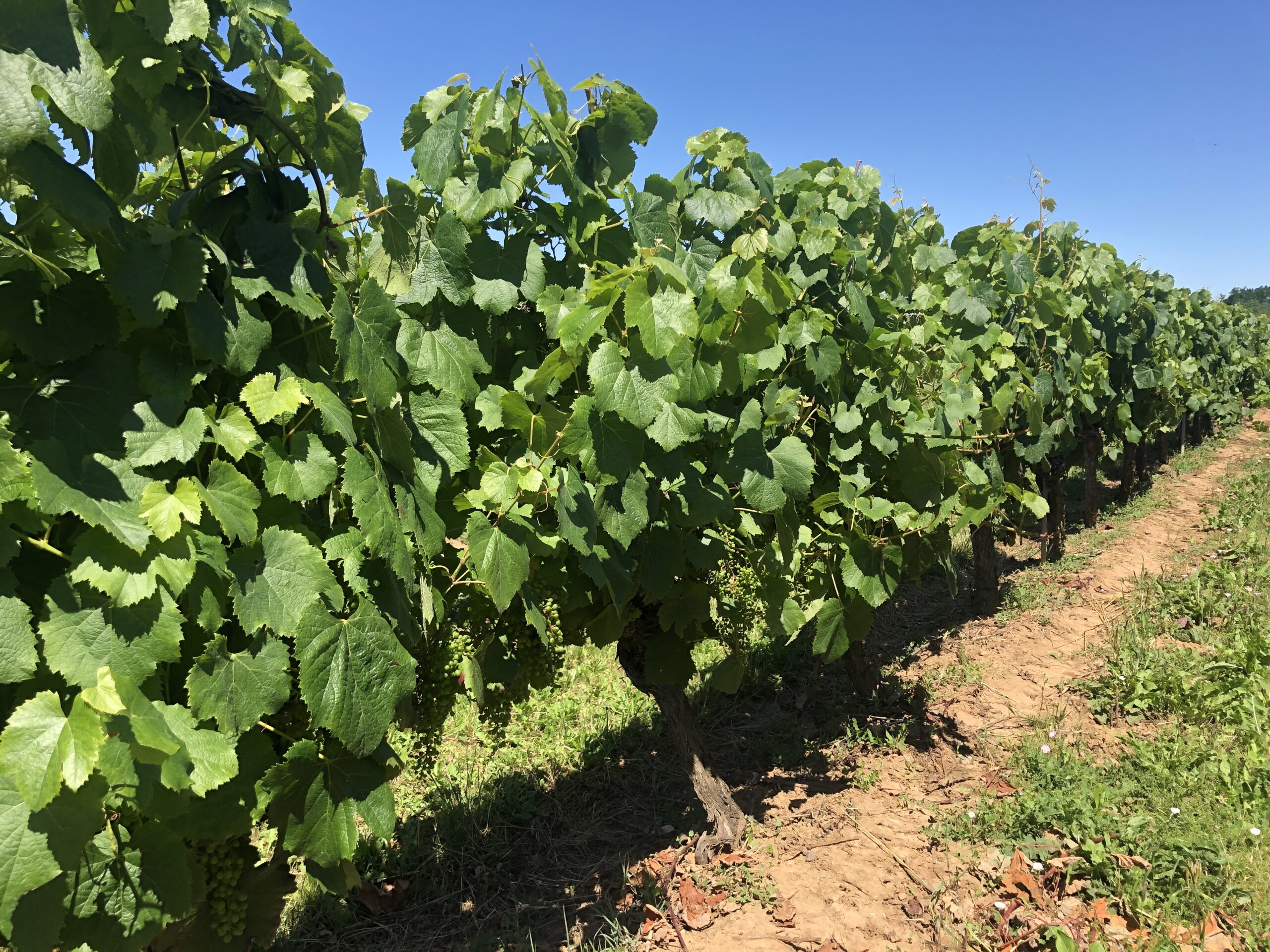 Arrachage des vignes&nbsp;: Le SYDED veut valoriser les ceps