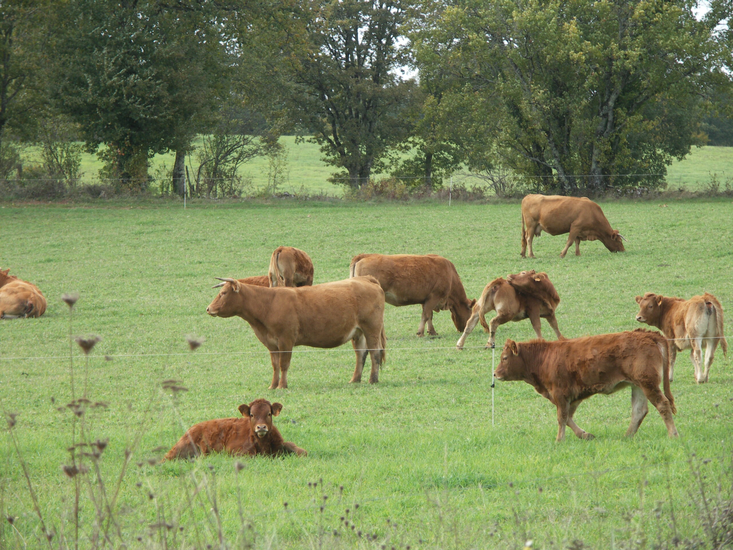 Santé des bovins allaitants&nbsp;: Le sélénium, un investissement essentiel  pour assurer la performance