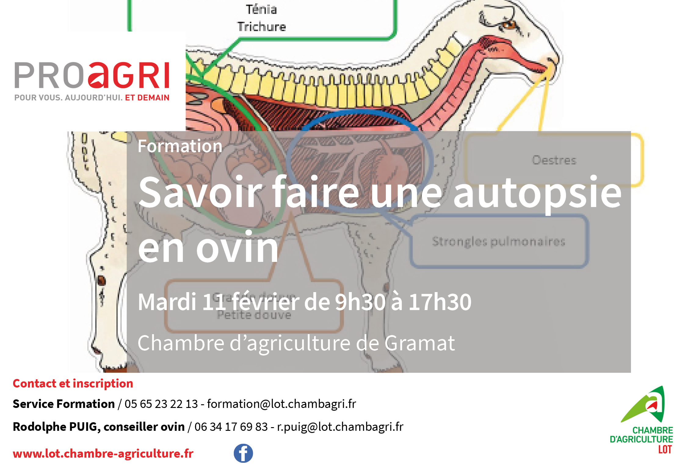 Formation&nbsp;: savoir faire une autopsie en ovin