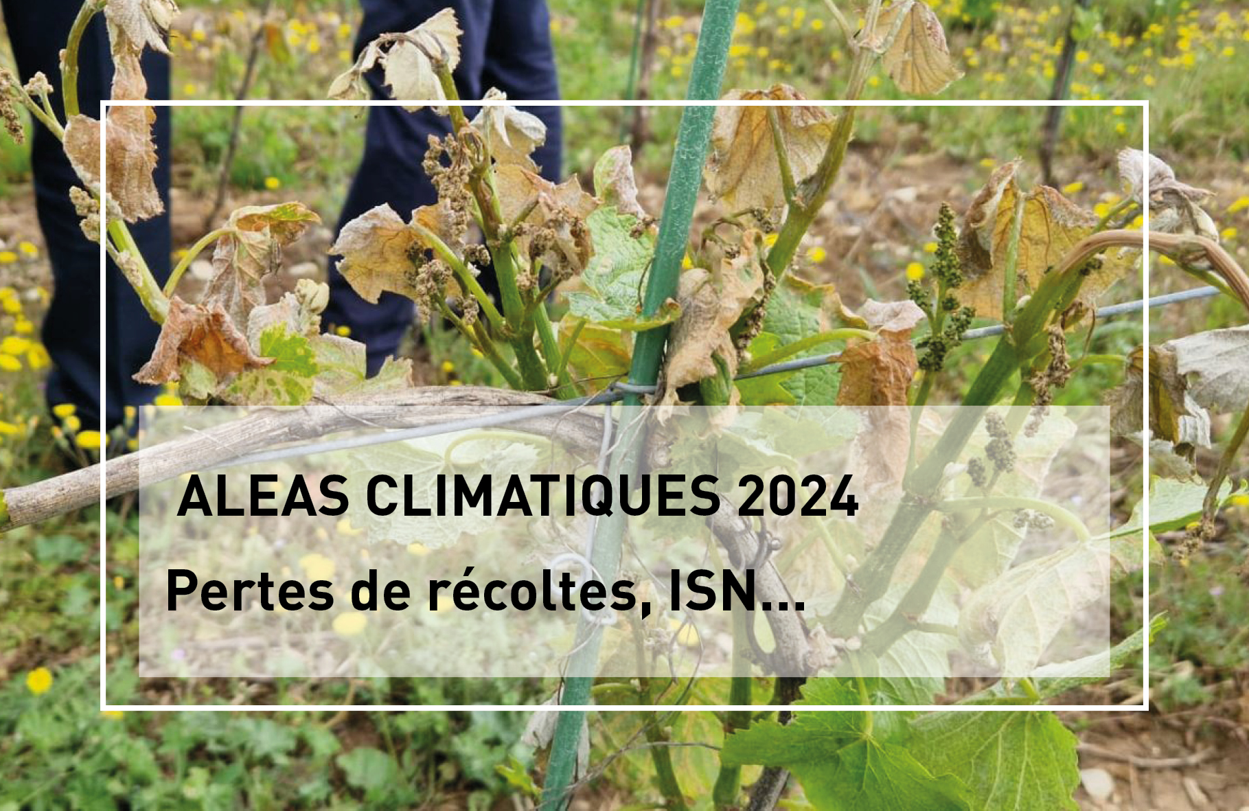 ALEAS CLIMATIQUES 2024&nbsp;: Pertes de récoltes, Indemnisation de Solidarité Nationale  Pertes de fonds