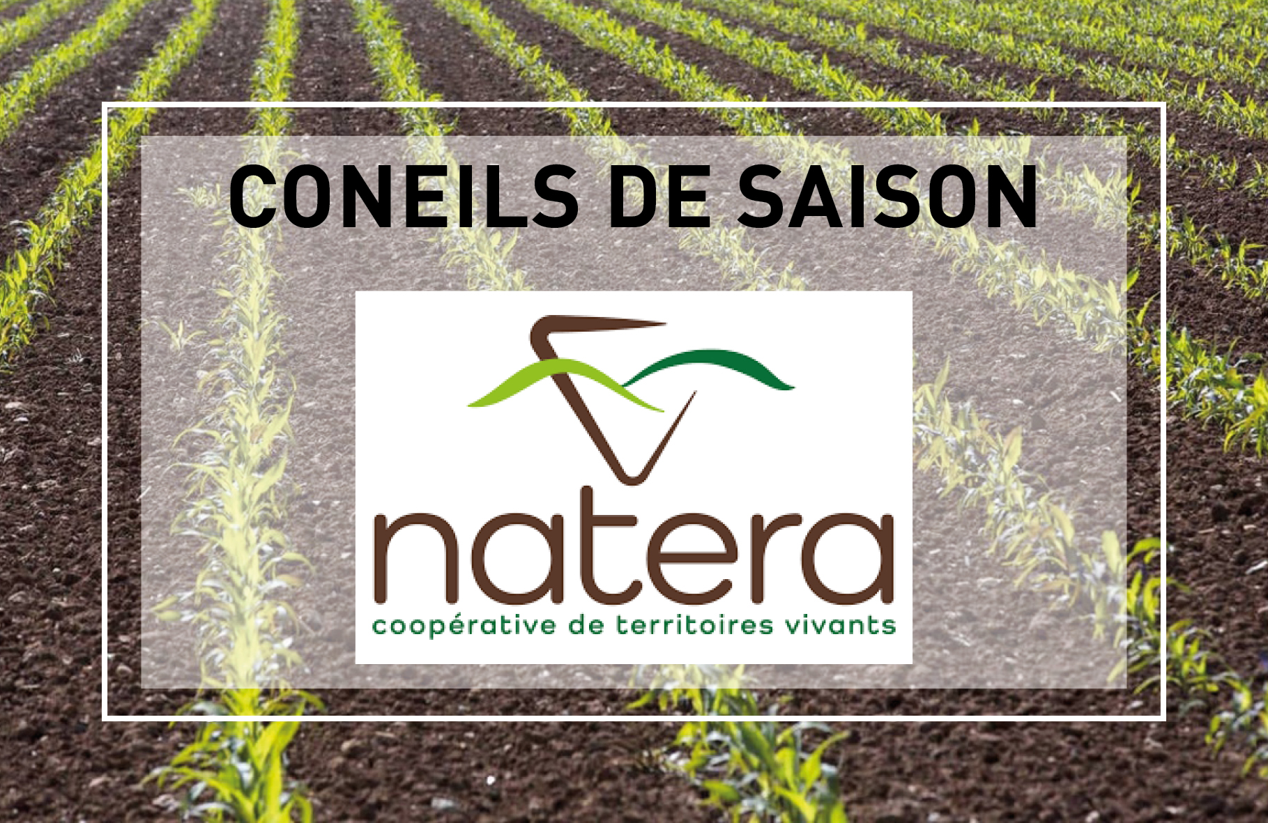 Actus et conseils&nbsp;: Désherbage sortie d&rsquo;hiver