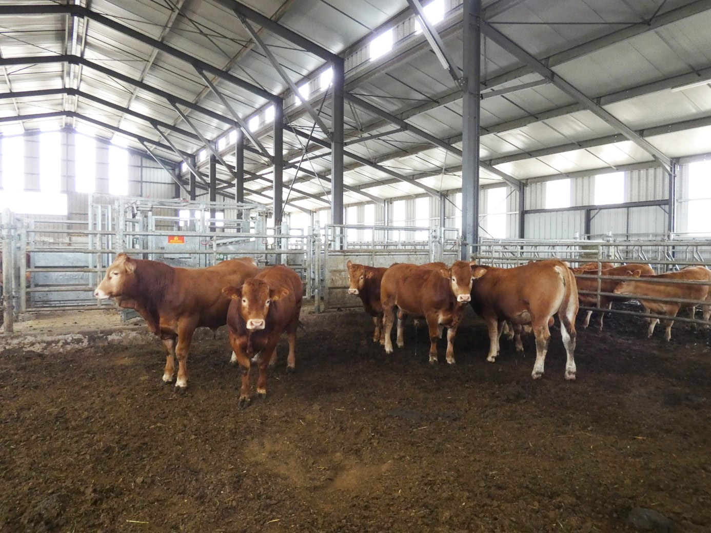 Point de situation – Dermatose Nodulaire Contagieuse Bovine (DNC) au 14 août 2025