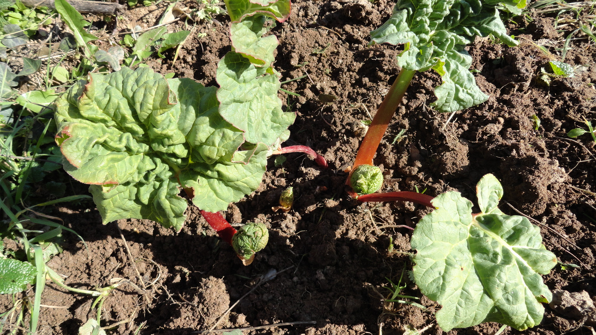 Jardinez avec la lune