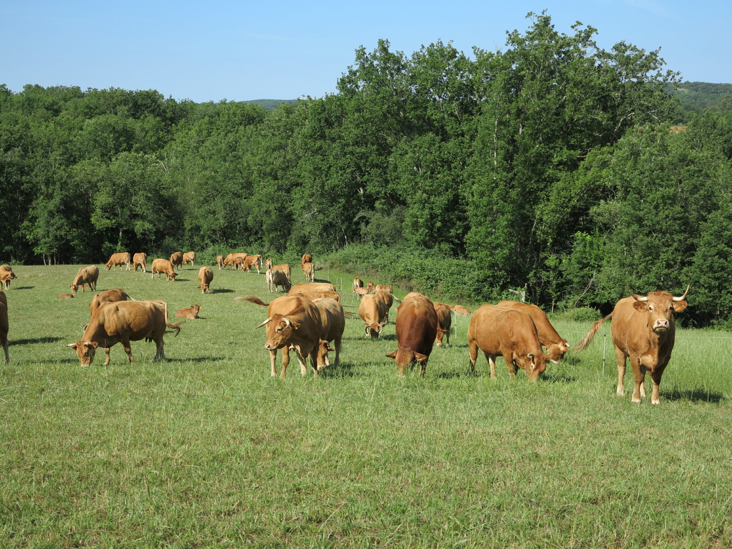 Bovins allaitants&nbsp;: Quelle stratégie adopter pour optimiser  le pâturage&nbsp;?