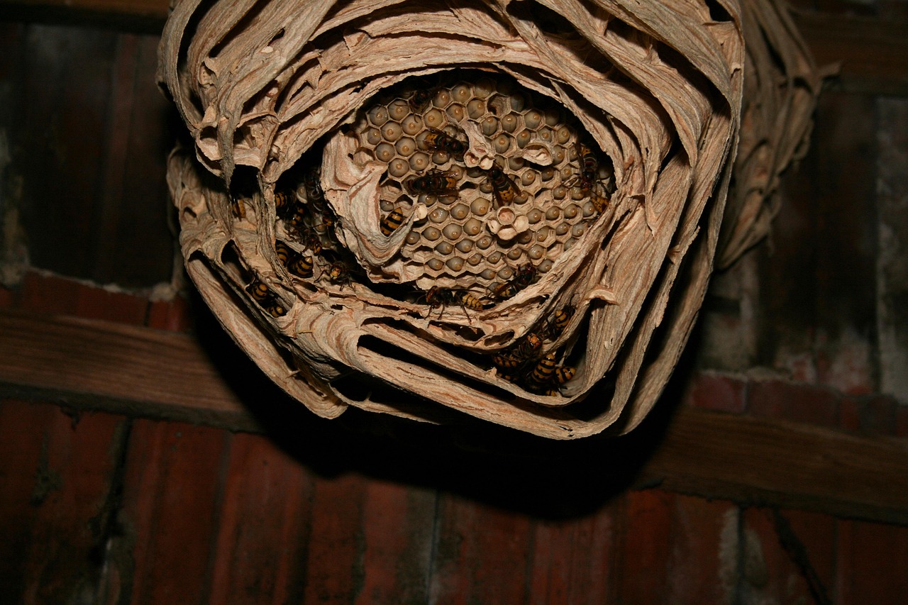 Le piégeage du frelon asiatique dans le Lot&nbsp;: un enjeu collectif