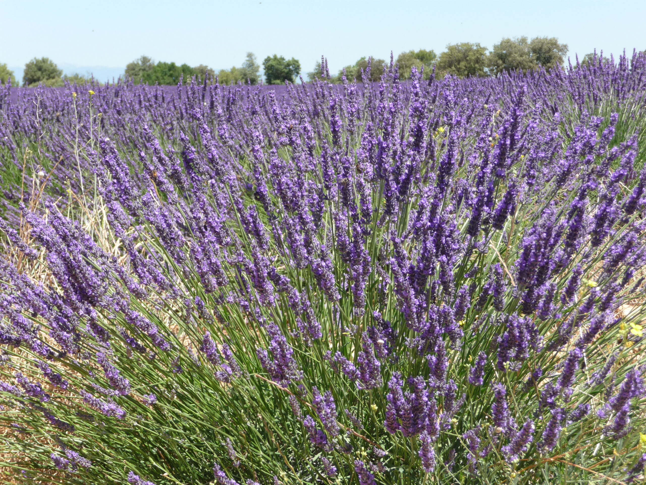 Les aides d&rsquo;investissement pour les PPAM ouvertes&nbsp;: Ne tardez pas à constituer votre dossier&nbsp;!