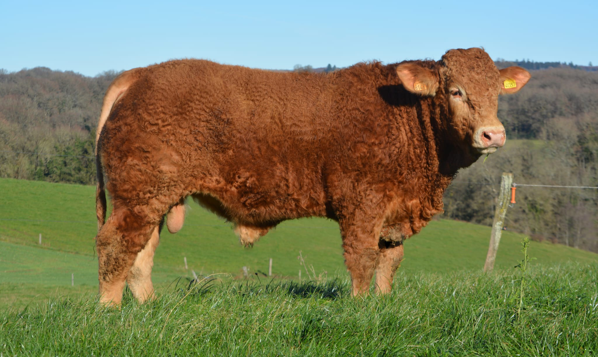 La vente de taureaux reproducteurs de Natera brille sous  le soleil de Lacapelle Marival