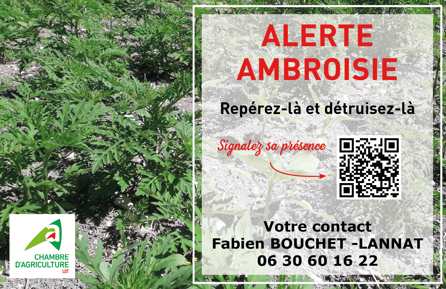 N°1 Prévenir l’ambroisie en tournesol