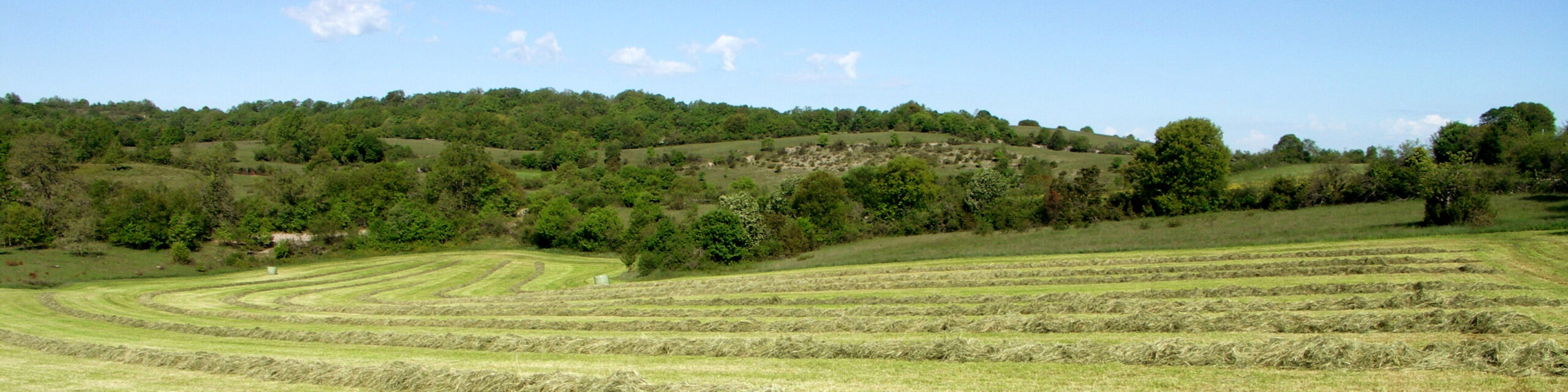 Des fourrages de meilleures qualités pour des animaux productifs et en bonne santé