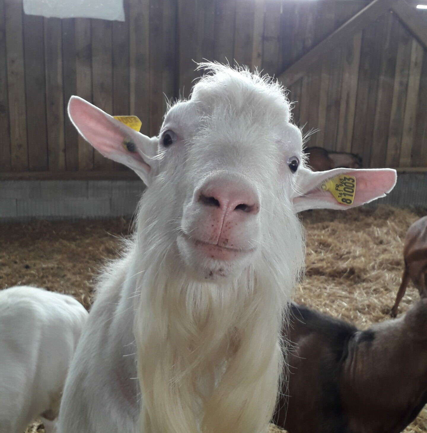 Caprins&nbsp;: Le photopériodisme