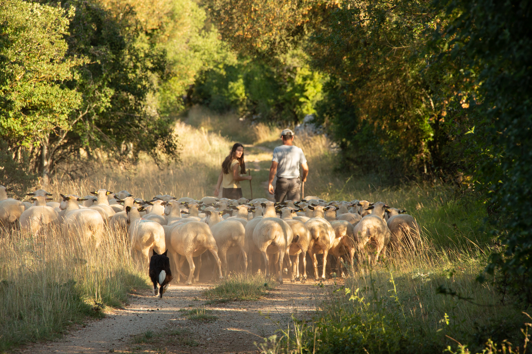 Transhumance Luzech/Rocamadour