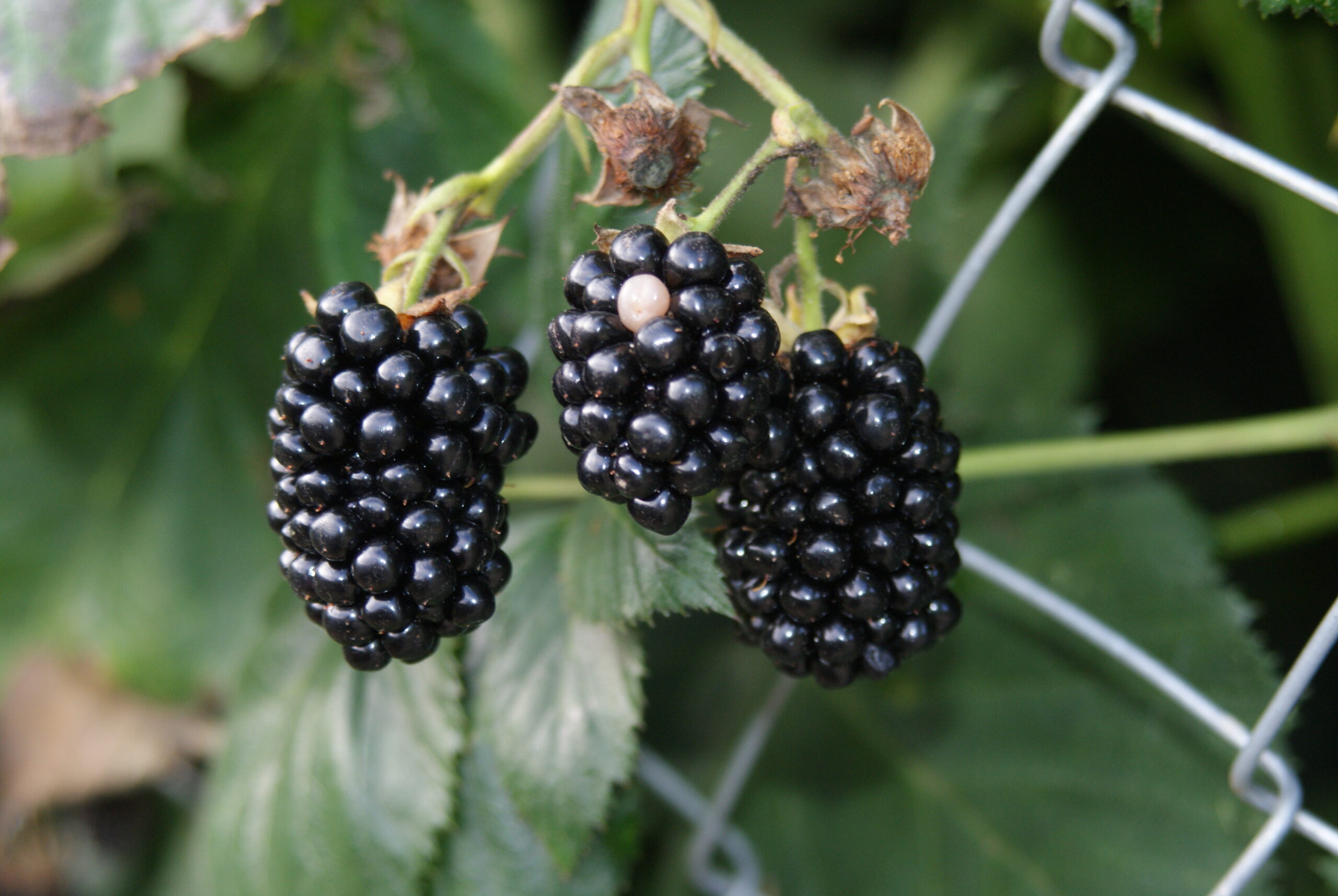 Jardinez avec la lune