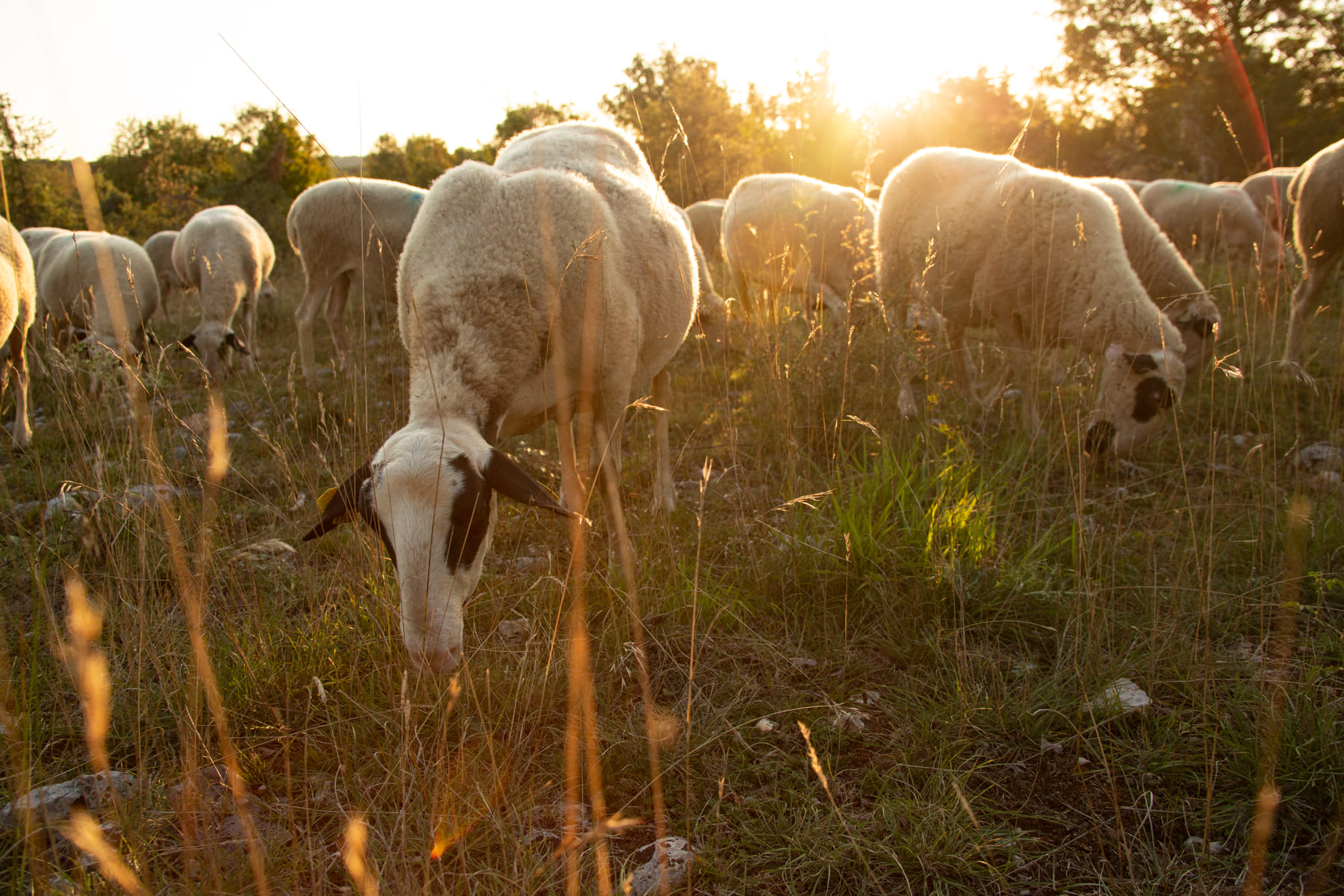 Politique départementale de « reconquête des espace embroussaillés »
