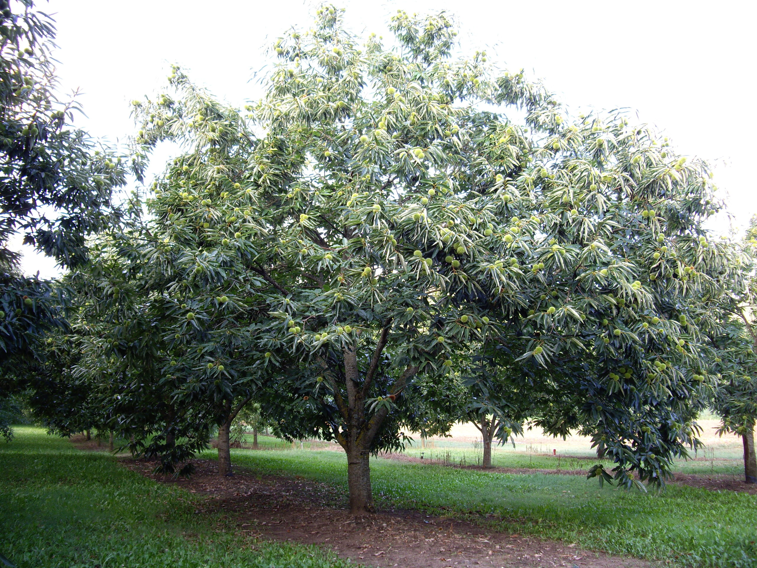 Production de châtaignes&nbsp;: Un plan national dynamique pour préparer l’avenir