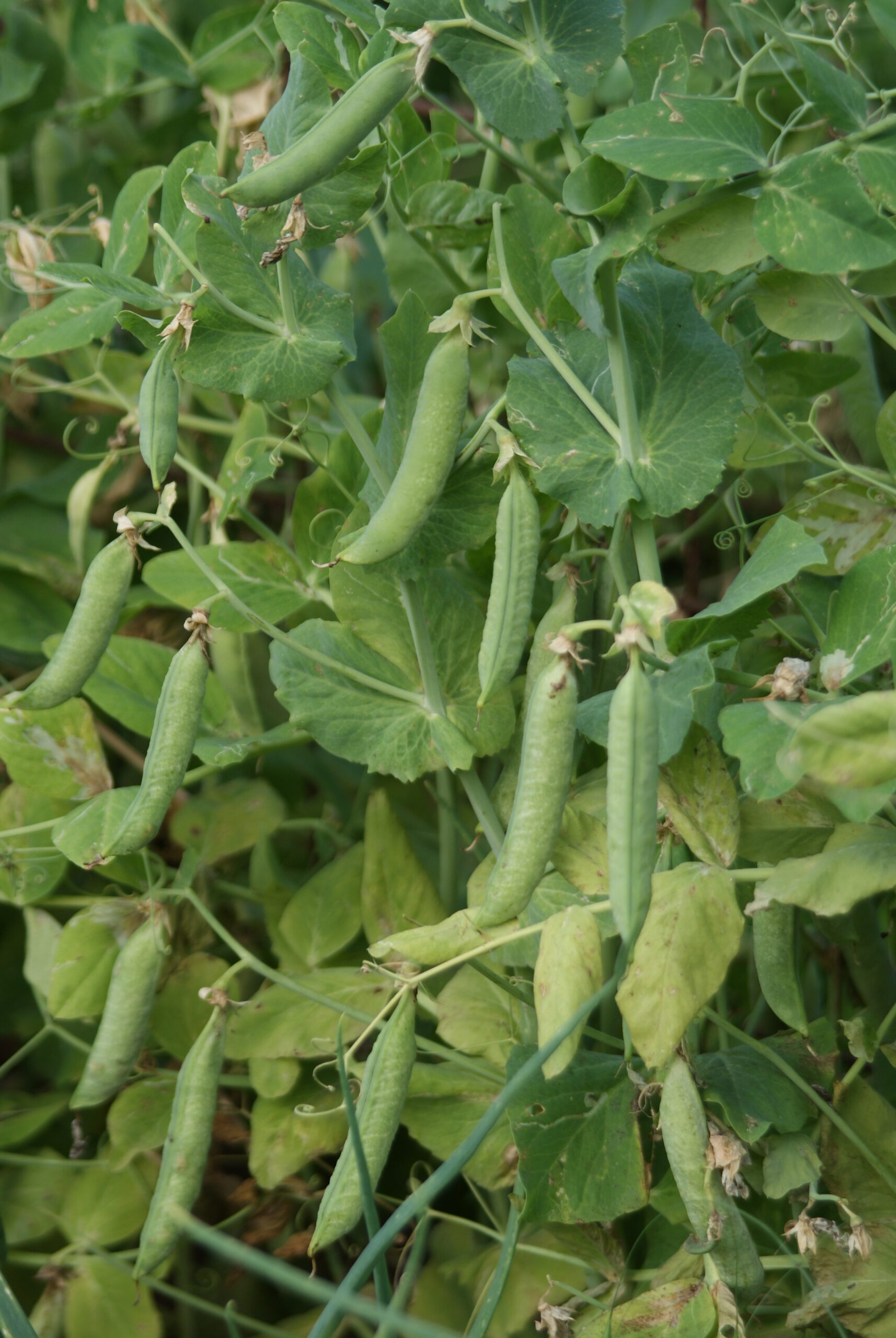 Jardinez avec la lune