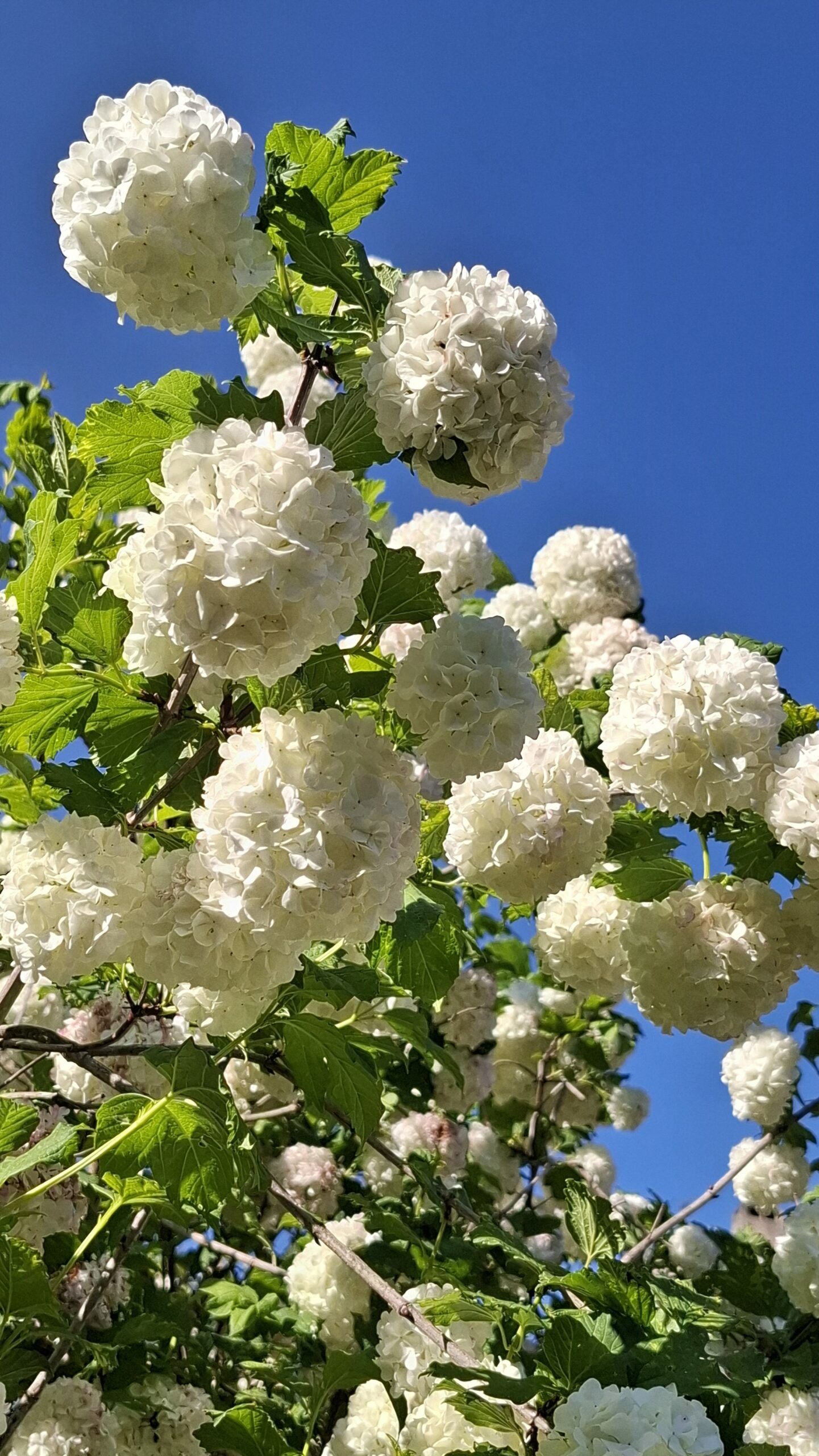Jardinez avec la lune