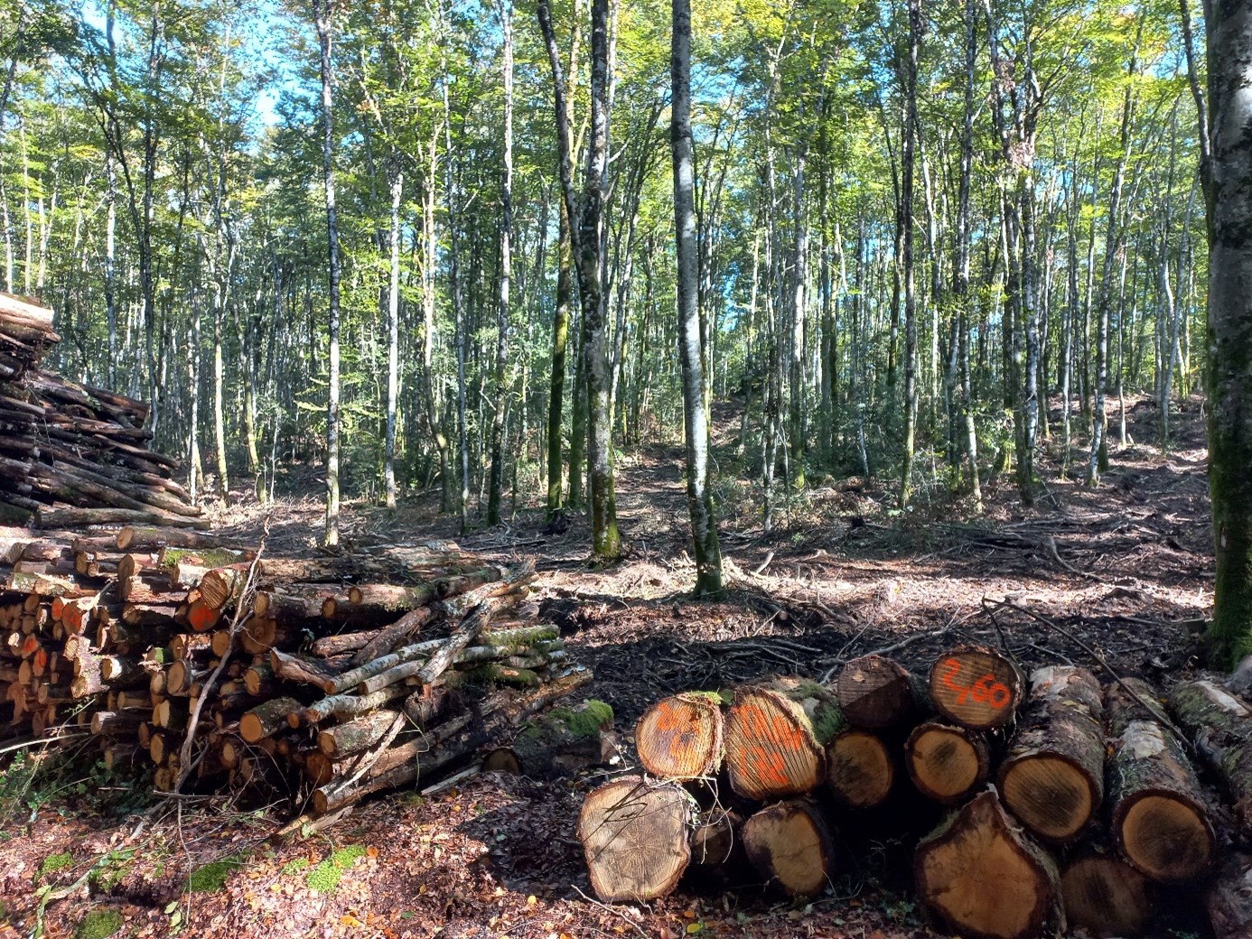 L’exploitation forestière dans le Lot&nbsp;: Coupes rases, industrialisation de la filière… la réalité à l’épreuve des faits