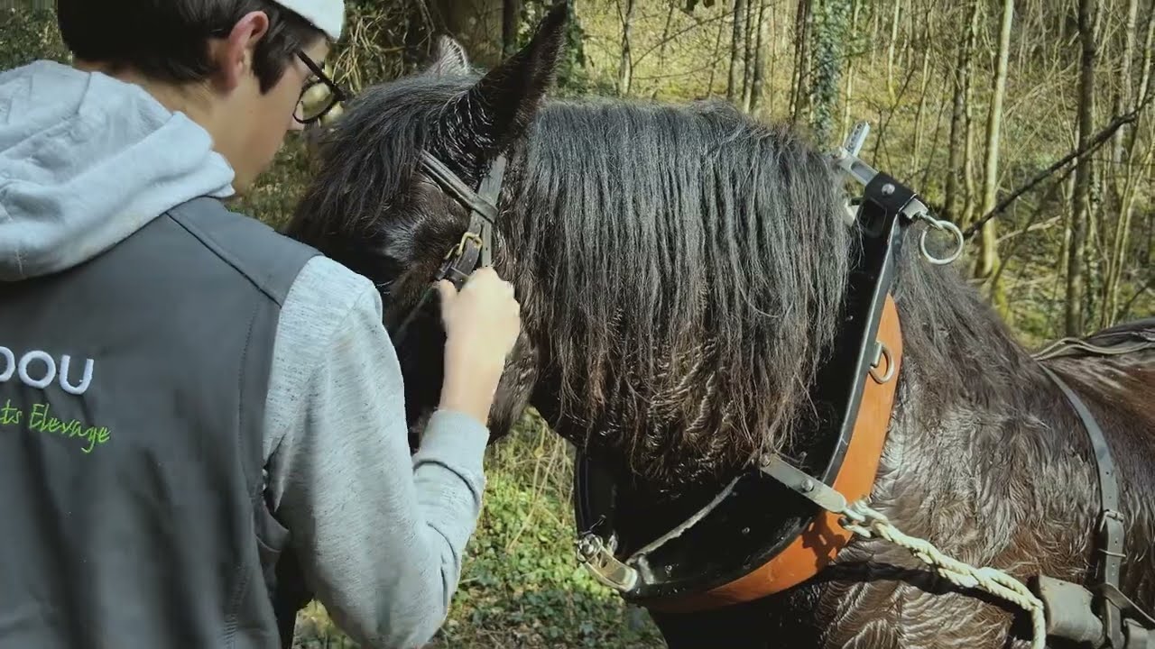 [VIDEO] Filière Trait d&rsquo;Occitanie