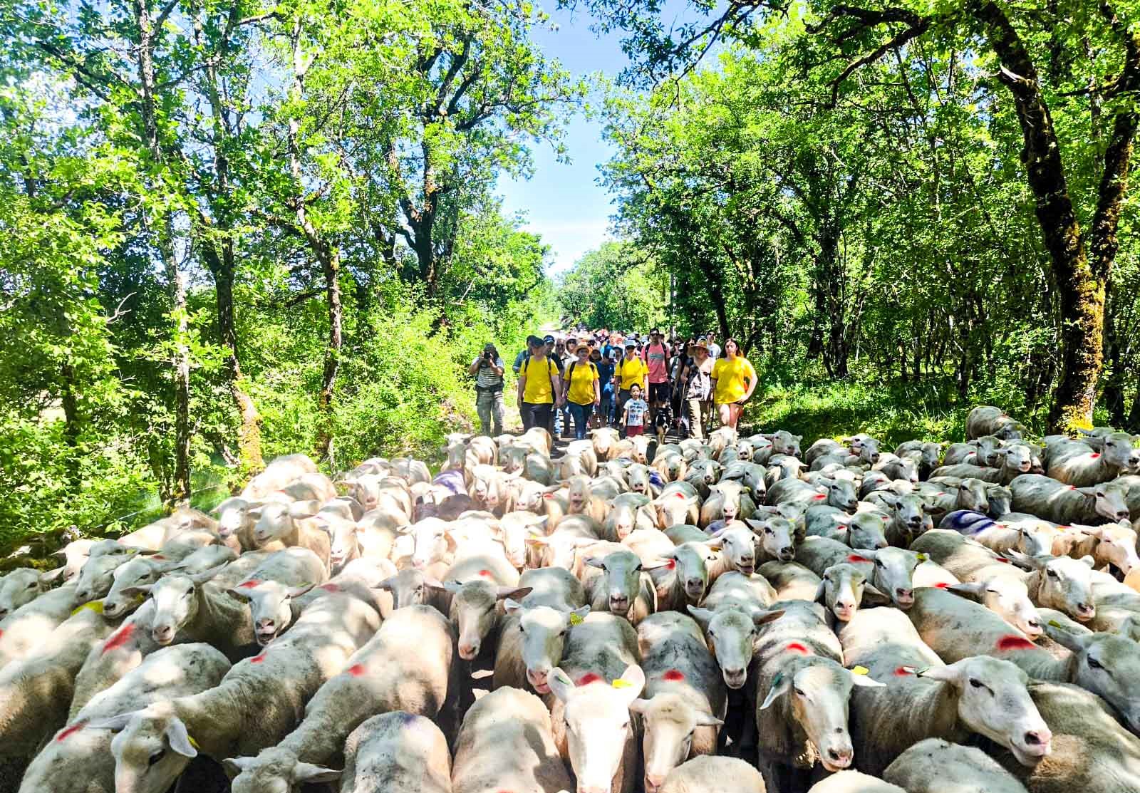 LA FETE DU PATURAGE ARRIVE À CREGOLS&nbsp;!