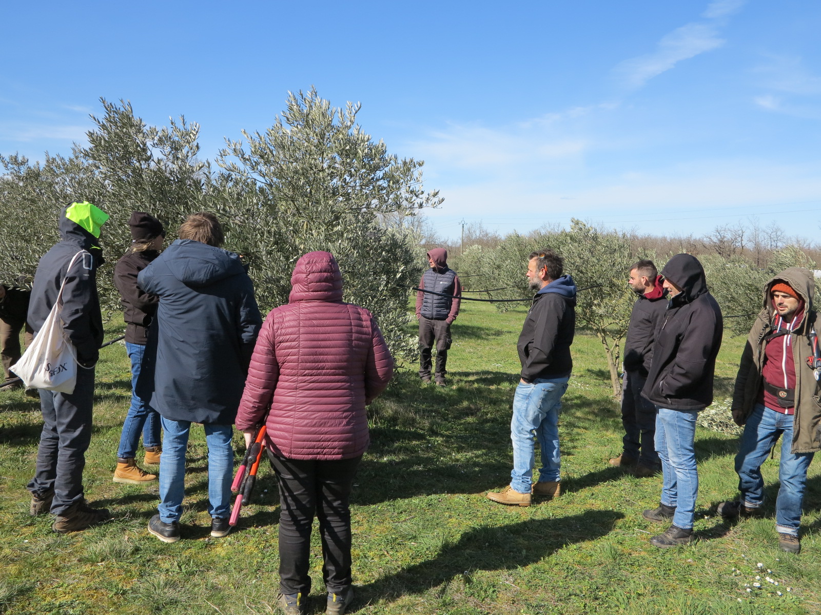 Production d’olives&nbsp;: Une diversification qui se développe