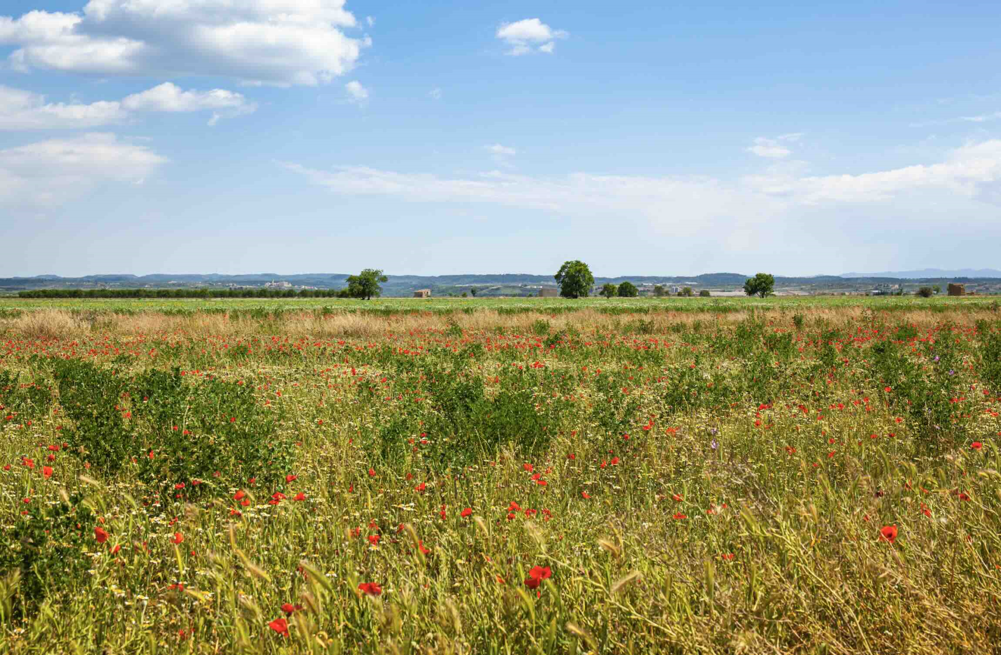 Prospective 2050&nbsp;: Les friches menacent l’agriculture française