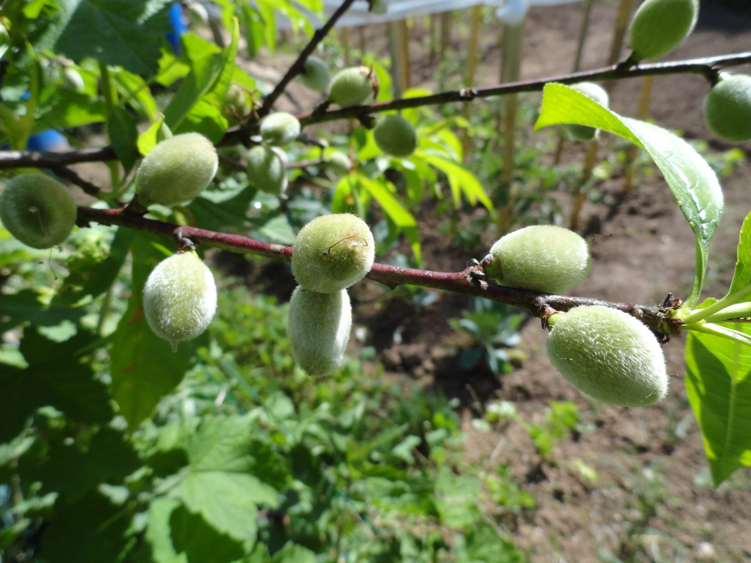 Jardinez avec la lune